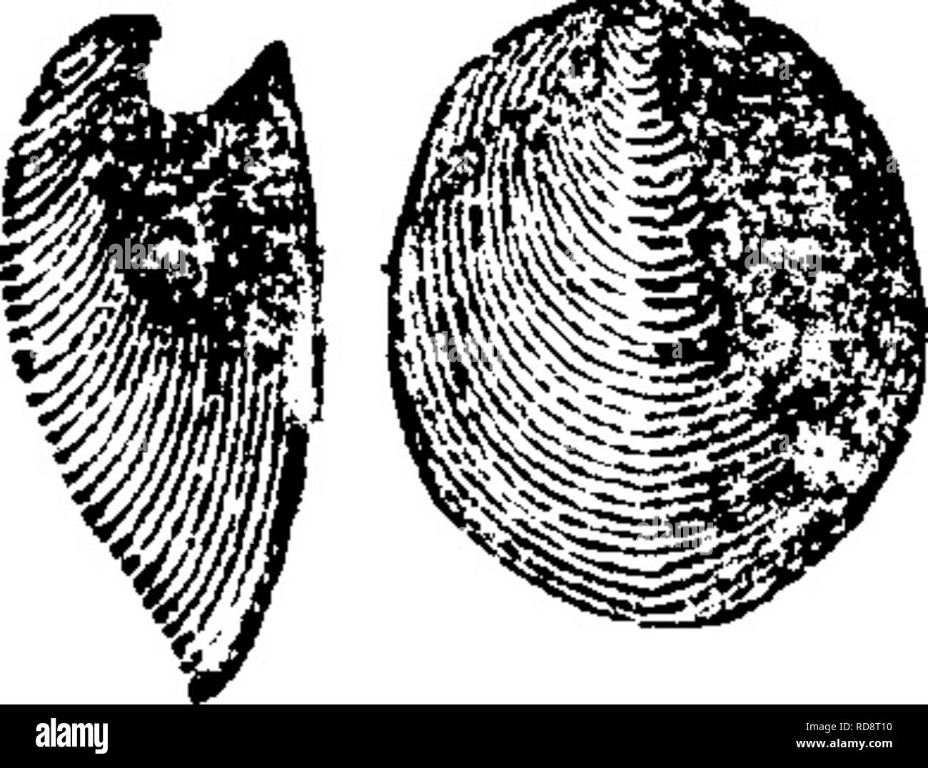 . A dictionary of the fossils of Pennsylvania and neighboring states named in the reports and catalogues of the survey ... Paleontology. 117 Card.. Geol. I, ii, 234, plate 13, fig. 8. Emmons named it Lyonsia vetusta,—Trenton formation, //(?.—(Note, fig. 9 has got upon this cut by mistake). Cardiomorpha zonata. Keported by I. C. White, at Huntingdon, Pa., in Hamilton upper shales.— VIII c Cardiopsis, in C. E. Hall's Ms. Kt., December 30,1876, as among Carll's collections in the oil regions. Upper Chemung. Cardium vetustum. See Cardiola vetusta, VIII f, Carinaropsis patelliformis, Hall, {Helcion Stock Photo