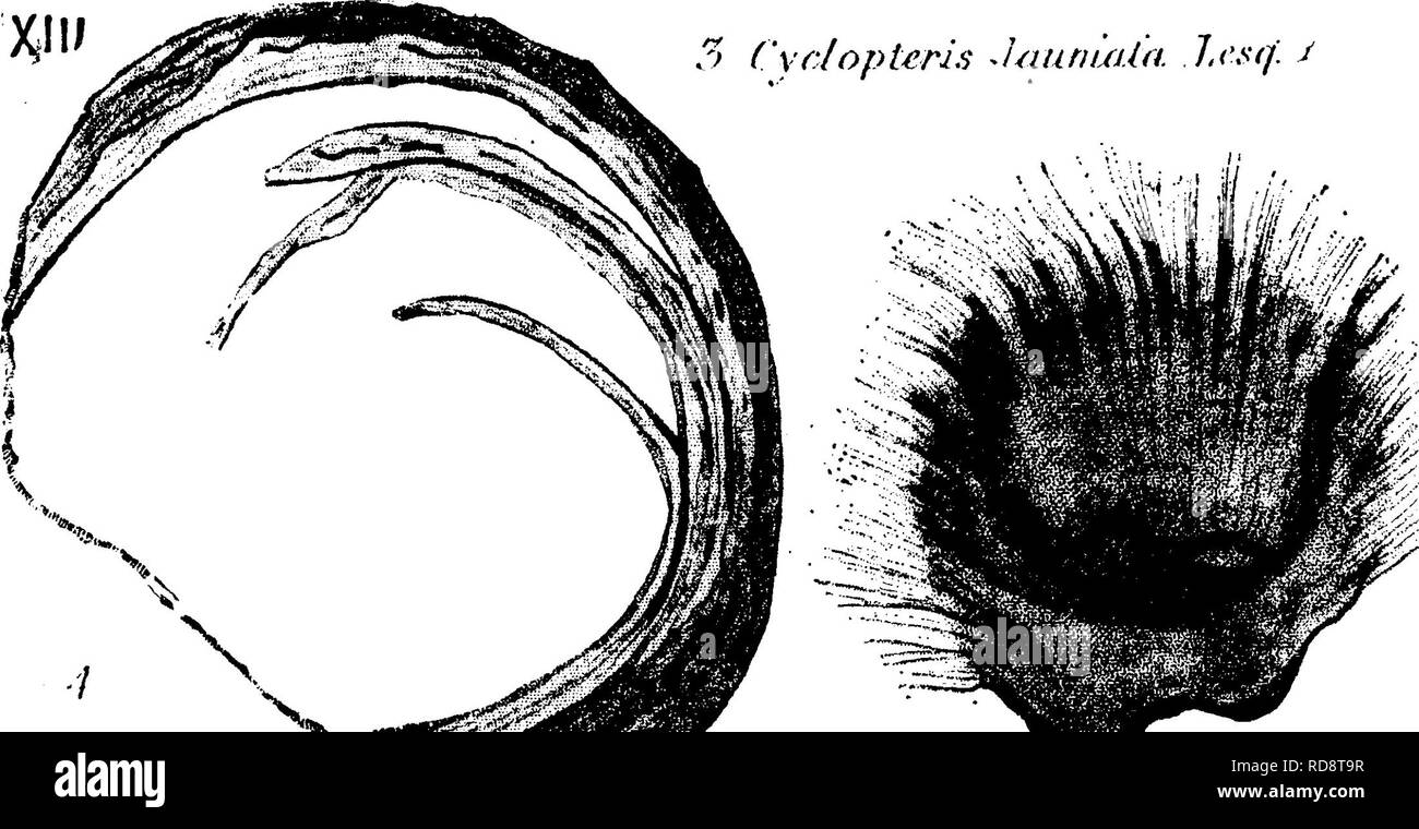 . A dictionary of the fossils of Pennsylvania and neighboring states named in the reports and catalogues of the survey ... Paleontology. The smaller end-pinnules ditfer from the larger lower ones ; thus, by following the transformations, the species of other authors are set aside. See, also. Coal Flora, 1880, p. 88, pi. 8, figs. 1, 4, 5, 7, 9, 12. Abundant in roof shale of bed B, {Ful- ton-Cook) at Powelton, Broad Top, Huntingdon Co., Pa. (T3, p. 62, 278 ;) at old Barnet mine, (p. 315 ;) and at Ocean mine tunnel, (p. 319.)—X///. Neurot)teris {(lydopteris) laciniata. Lesq. Geol. Pa 5 Cvc/opteri Stock Photo