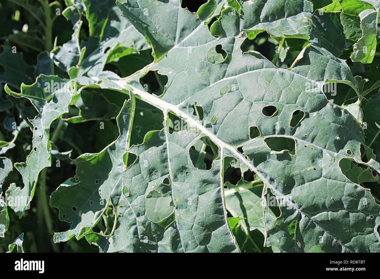 Cabbage Moth damage seen on broccoli leaves. Stock Photo