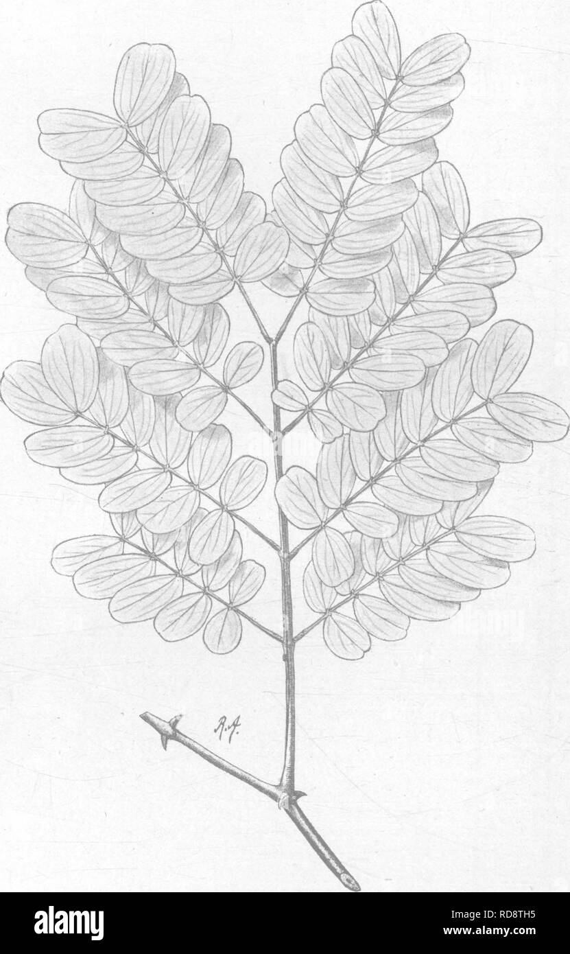 . Indian trees : an account of trees, shrubs, woody climbers, bamboos, and palms indigenous or commonly cultivated in the British Indian Empire. Trees. Acacia] XLV. LEGUMINOS^ 267. : Fig. 117.—Acacia lenticularis, Ham. J. numerous lax axillary spikes, which are often panicled at the ends of branches. Pod glabrous, 3-7 in. by f in., finally dehiscent. Western Peninsula. Northern limit: Gujarat, on the west and Ganjam on the east side. Fl. E. S.—Ceylon. 15. A. Catechu, Willd.—Syn.^. Sandra Bedd. Fl. Sylv. t. 50; Mimosa Catechu, Linn.; Eoxb. Cor. PI. t. 175; M. Sundra, Eoxb. Cor. PI. t. 225. Vern Stock Photo