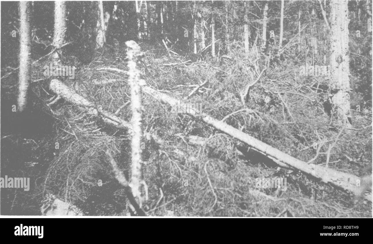 . Forest protection and conservation in Maine, 1919. Forests and