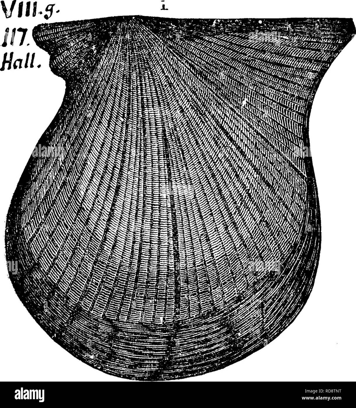 . A dictionary of the fossils of Pennsylvania and neighboring states named in the reports and catalogues of the survey ... Paleontology. 5 AVICULOPECTEN OCCrOENTAUS. Aviculopecten occidentalis. (Shumard, in Swallow's Missouri Rt. of J(lll...ssg^^^s^ 3, ^ 1855, page 207, plate 0, fig. 18.) Collett's Indiana Rt. of 1883,pagel43, plate 28, fig. 3, outside view of left valve, natural size. XIII-XY. One of the commonest shells of the Upper and Lower Coal Measures, from Indiana westward ; has been found in Utah and Arizona ; ranges up into the Permian (Meek.) Note.—It is not the Che- mung shell to w Stock Photo