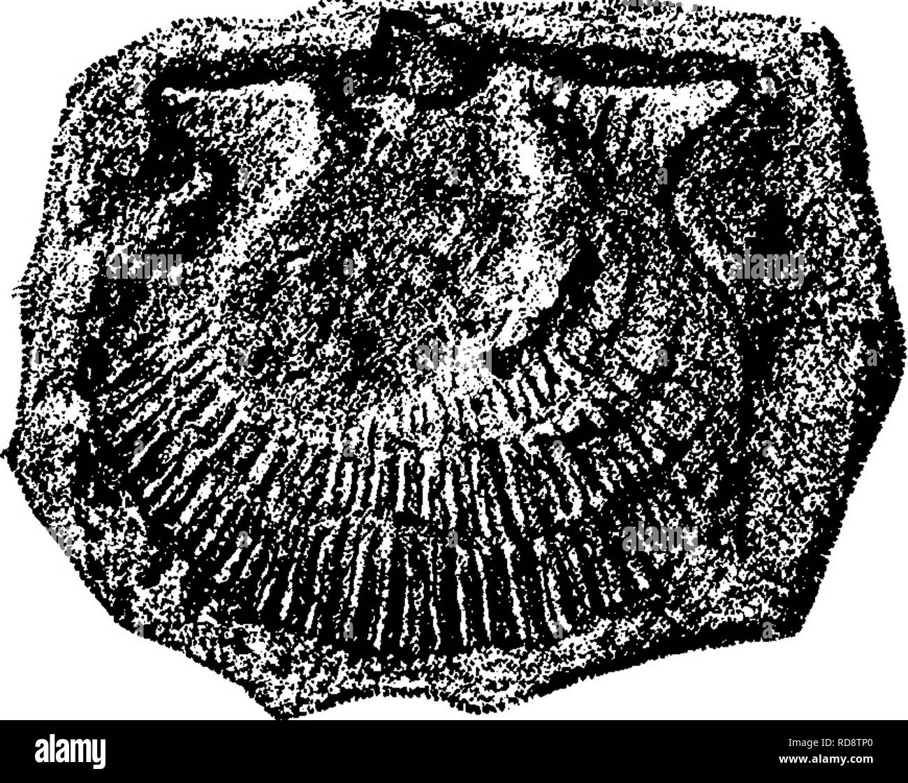 . A dictionary of the fossils of Pennsylvania and neighboring states named in the reports and catalogues of the survey ... Paleontology. â 5A AVICULOPECTer* OCCIDENTAUS.. 5 AVICULOPECTEN OCCrOENTAUS. Aviculopecten occidentalis. (Shumard, in Swallow's Missouri Rt. of J(lll...ssg^^^s^ 3, ^ 1855, page 207, plate 0, fig. 18.) Collett's Indiana Rt. of 1883,pagel43, plate 28, fig. 3, outside view of left valve, natural size. XIII-XY. One of the commonest shells of the Upper and Lower Coal Measures, from Indiana westward ; has been found in Utah and Arizona ; ranges up into the Permian (Meek.) Note.â Stock Photo