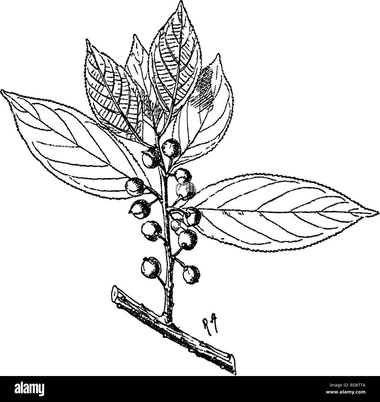 Indian Trees An Account Of Trees Shrubs Woody Climbers Bamboos And Palms Indigenous Or Commonly Cultivated In The British Indian Empire Trees 172 Xxxv Ehamkaceie Zlzyijliiia A Straggling Deciduous Shrub
