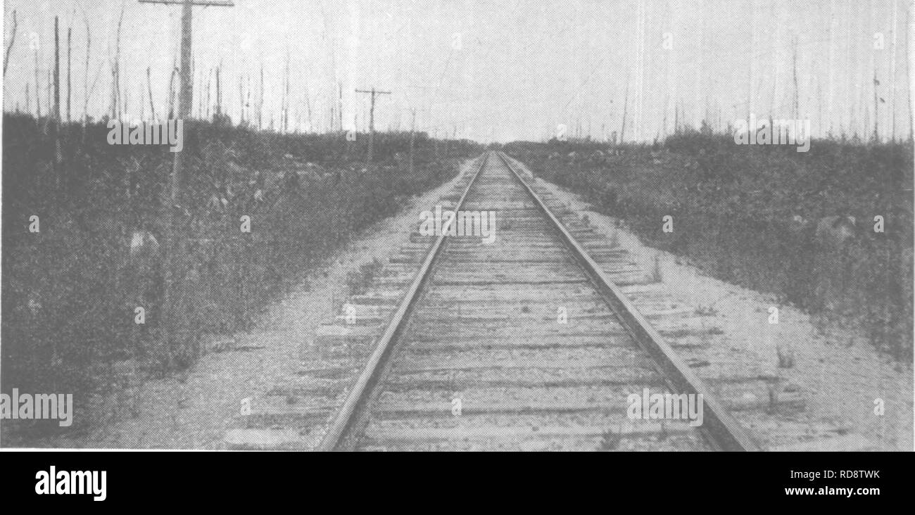 Forest Protection And Conservation In Maine 1919 Forests And
