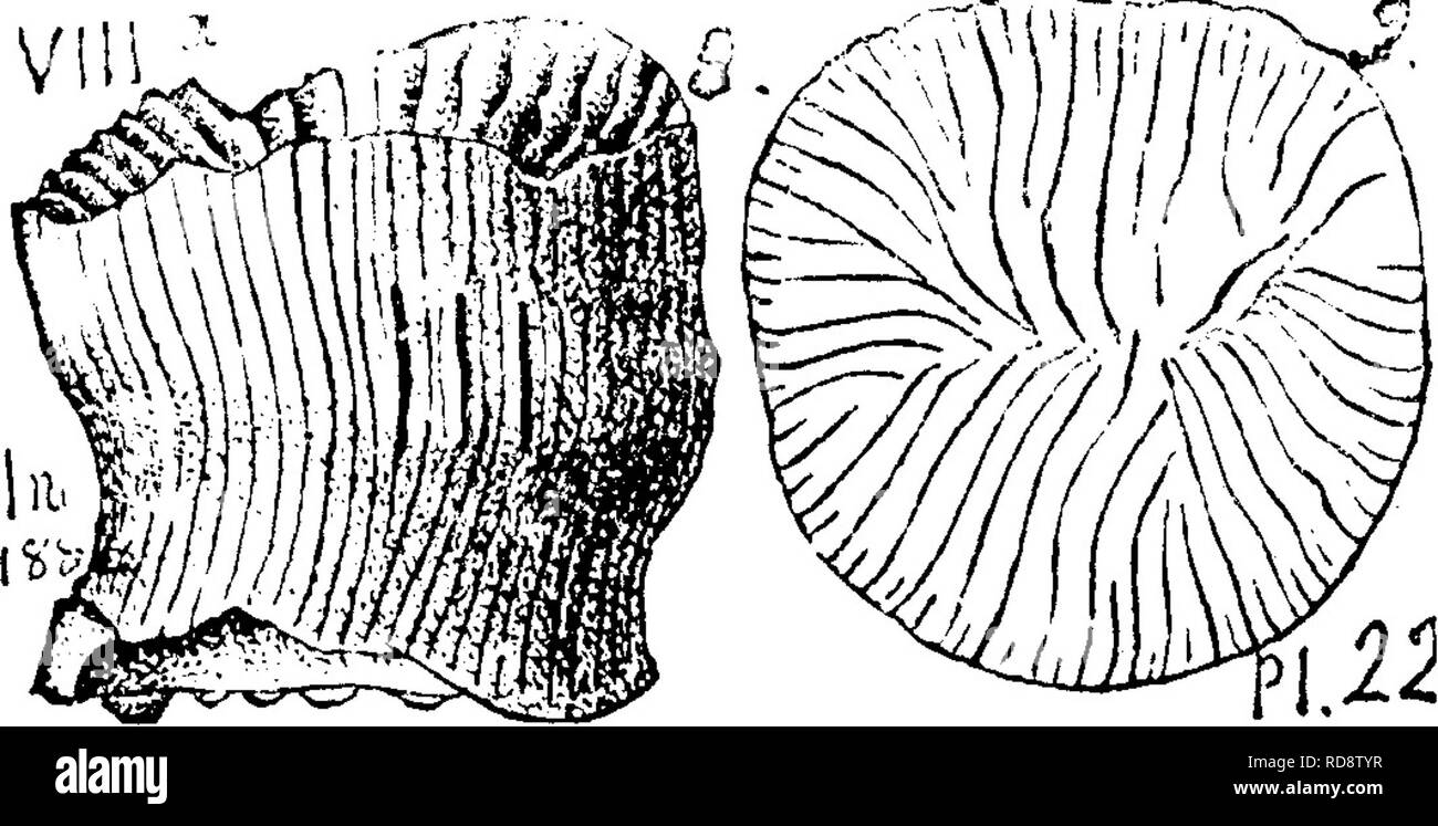 . A dictionary of the fossils of Pennsylvania and neighboring states named in the reports and catalogues of the survey ... Paleontology. nia sulcata^ D^Orhignj.) Gollett's Indiana Rt. of 1882, page 279, plate 17 ; (fig. 7 of the cup of a worn specimen omitted); fig. 8, similar, but showing variations in the bundling of the layers ; fig. 9, in side of a specimen the skin of which has been worn off; fig. 10, front view, looking into the cup.— VIII a. Aulacophyllum tripinnatum. (Hall's 35 An. Rt. 1882. ^ Foss. Corals Mag. &amp; Y. Held.) OoUett's Indiana Rt. of 1882, page 285, plate 22, fig. 8, s Stock Photo