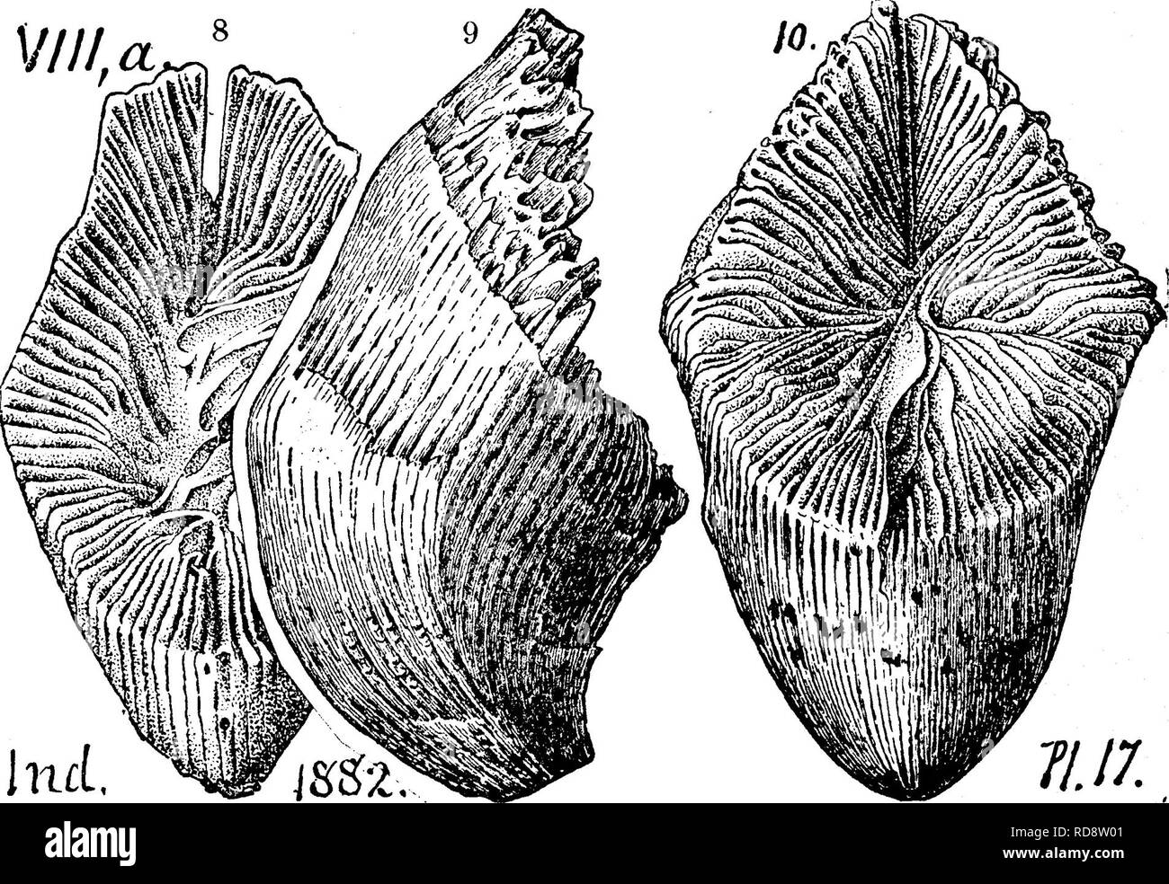 . A dictionary of the fossils of Pennsylvania and neighboring states named in the reports and catalogues of the survey ... Paleontology. 65 Aula. Aulacophyllum sulcatum, Edwards and Haines. (Oani-. nia sulcata^ D^Orhignj.) Gollett's Indiana Rt. of 1882, page 279, plate 17 ; (fig. 7 of the cup of a worn specimen omitted); fig. 8, similar, but showing variations in the bundling of the layers ; fig. 9, in side of a specimen the skin of which has been worn off; fig. 10, front view, looking into the cup.— VIII a. Aulacophyllum tripinnatum. (Hall's 35 An. Rt. 1882. ^ Foss. Corals Mag. &amp; Y. Held. Stock Photo