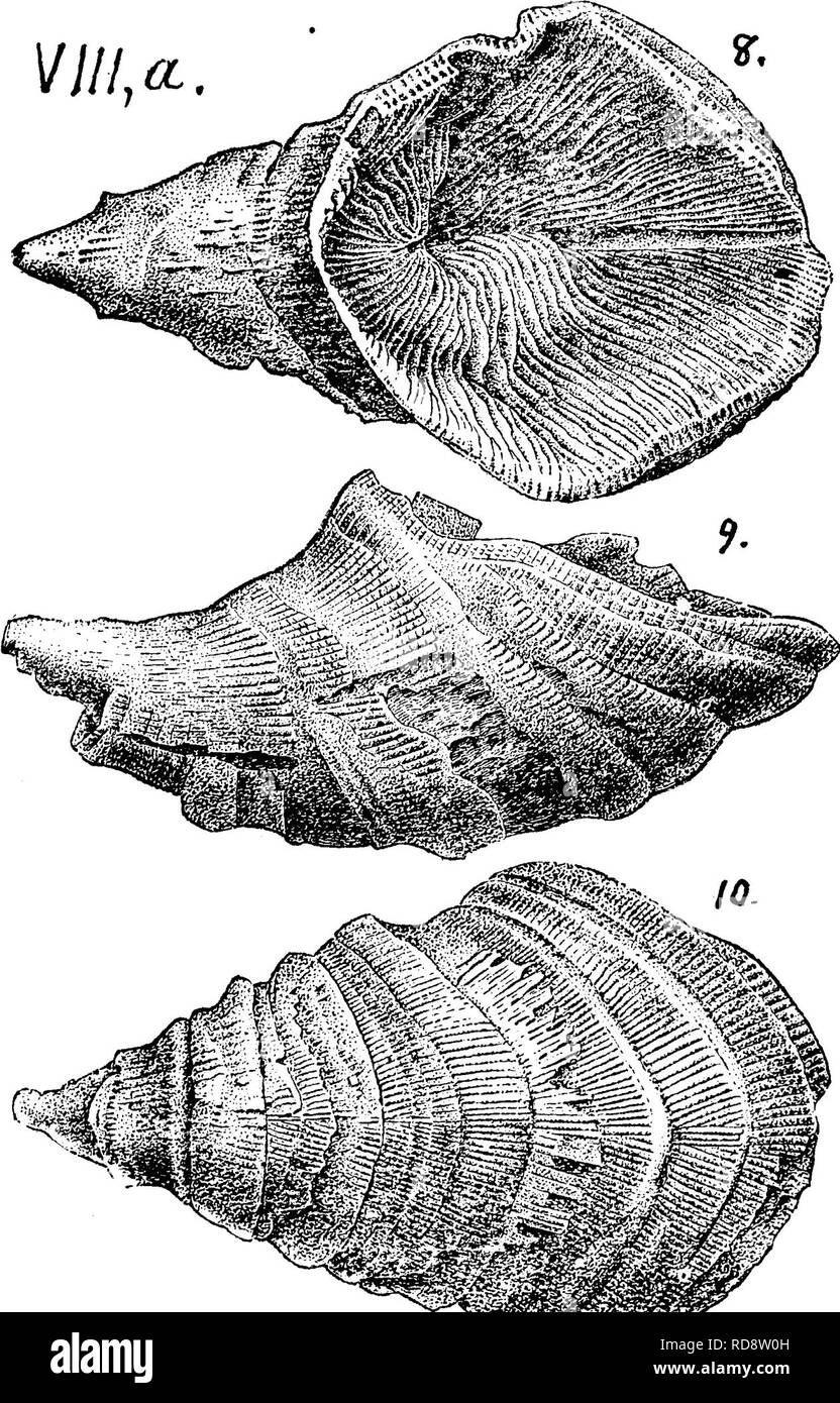 . A dictionary of the fossils of Pennsylvania and neighboring states named in the reports and catalogues of the survey ... Paleontology. Aula. 64 Oollett's Indiana of 1882, page 282, plate 17, fig. 3, side view of imperfect specimen; fig. 4, its cup.— VIIIa^ Comiferous limestone; Falls of the Ohio. Aulacophyllum princeps. (Hall's 35th An. Rt. 1882. Foss. corals of Mag. and Y. Held.) Ool- lett's Indiana of 1882, page 281, plate 16, fig. 8, views of cup; fig. 9, of side; fig. 10, of back. — VIII a^ Corniferous limestone ; Falls of the Ohio. This spe- cies has manv waves, wrin- kles and lines of  Stock Photo