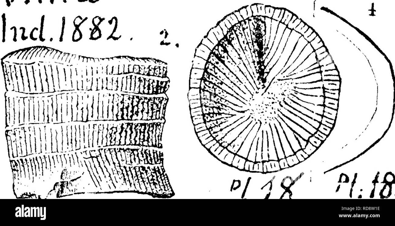 . A dictionary of the fossils of Pennsylvania and neighboring states named in the reports and catalogues of the survey ... Paleontology. Vlll.a. Fossil Corals of Niag. and Y. Held ) Collett's Indiana of 1882, page 283, plate 18, fig. 2, side view of upper part of specimen ; fig. 3, the cup; fig.  ^ ^ 4, outline curve of the inside ''ii^ '&quot;&quot;/-• Z^-,surface of 1 he cup.— VIIIa, Aulacophyllum prseciptum. (HalPs 35th An. Et. 1882) Vlft^t. (; &lt;:^ 7 Collett's Indiana of &quot;&quot; ' ' ^ ' 1882, page 280, plate 16, fig. 6, side view; Hg 1^ cup —VIII a J Corniferous 1 i m e- stone; Fall Stock Photo