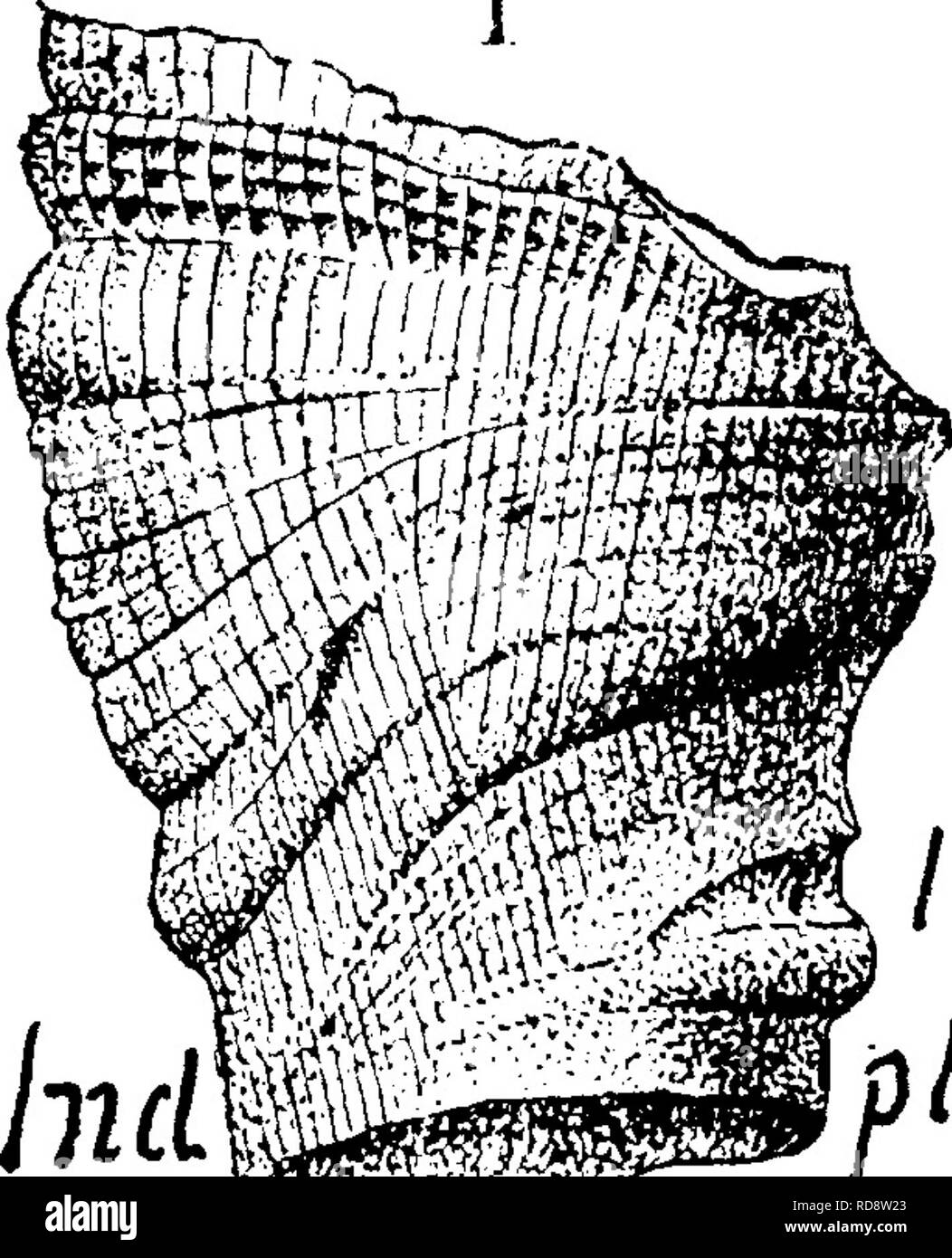 . A dictionary of the fossils of Pennsylvania and neighboring states named in the reports and catalogues of the survey ... Paleontology. 63 Aula Aulacophyllum pinnatum. (Hall. 35tli An. Et., 18^2 VlH&lt;x. , .. //I Fossil Corals, Niag. and V. Held.) Collett's Indiana of 1882, page 284, plate 18, fig. 1, V^^^^^lf^J^^r^T side vein of imperfect   ^ specimen; and plate /aS2.!^^^^^ 22, 5g. 10.—nil a. /. /(f. C^^J^^P'&quot;^ Corniferous limestone. Aulacophyllum poculum. (Hall's 35th* An. Et., 1882.. Please note that these images are extracted from scanned page images that may have been digitally enh Stock Photo