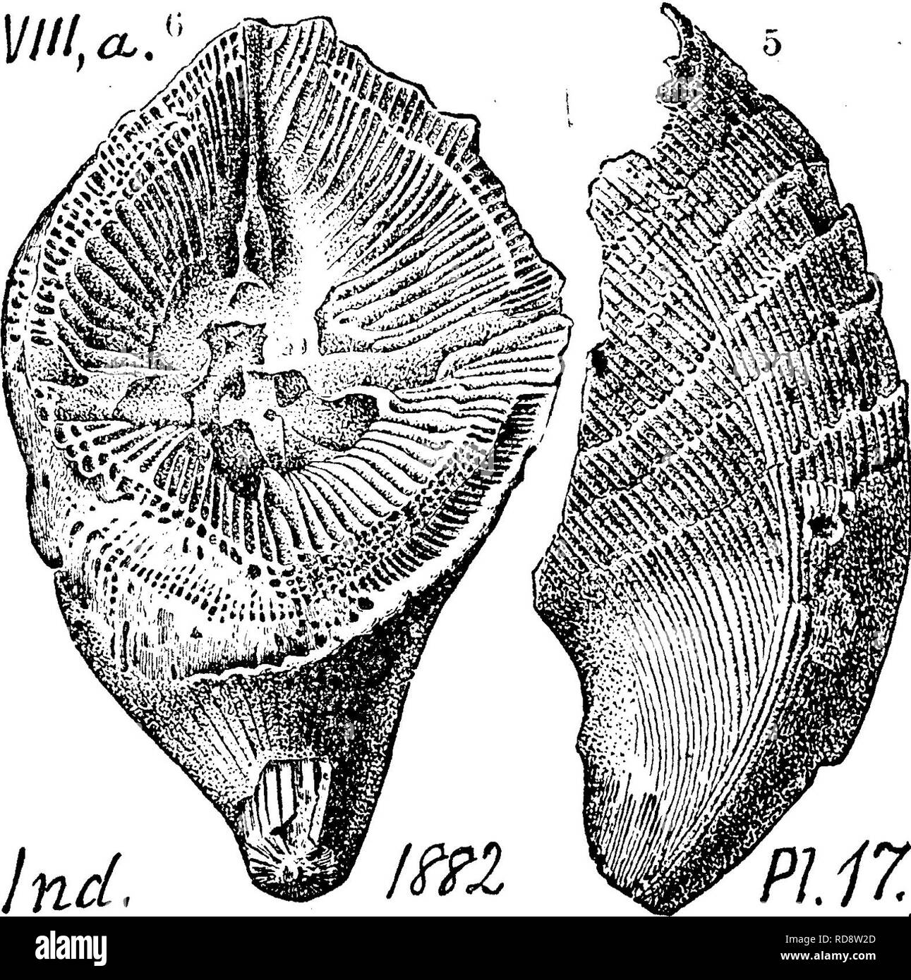 . A dictionary of the fossils of Pennsylvania and neighboring states named in the reports and catalogues of the survey ... Paleontology. 1////,^/^ ^iin, section No. 15, 200' beneath Third oil sand. (Qi,p. 250.) Vlllg. Aulacophyllum convergens. (Hall, 35th An. Rt., 1882. Fossil Corals, Niag. and V. Held.) • Oollett's Indiana of 1882, page 281, plate 17, figs. 1,2.— Villa,. Cornifer- ous limestone; Falls of the Ohio. The lamellae of this species vary from 80 to 120, alternating in size, thin tooth- pl iT.^^'-) fossette narrow, deep. Aulacophyllum cruciforme. (Hall, 35th An. Rt., 1882. Foss. Cora Stock Photo