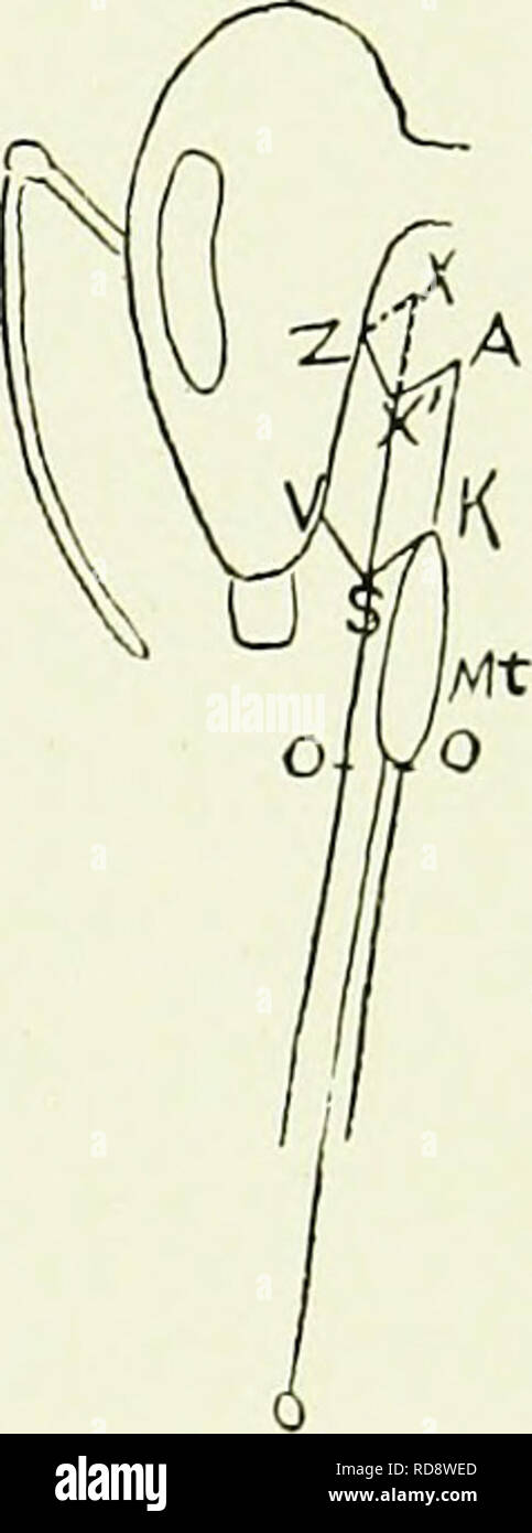 . The honey-makers. Bees. The Bee's Tongue 25 Xto X'^, the outer and inner sheaths retaining their relative positions to each other. But the parallelogram X^AKS is capable of a similar change of relative position, as Fig. VI. shows, thus lowering the inner sheath and with it the tongue below the point of the outer sheath^ and extending the proboscis to its greatest length beyond the jaws. This really simple and very effective ap- paratus is worked by an arrangement of mus- cles reaching from it to the head, and as simple and ingenious as the framework itself, when the work they accomplish is c Stock Photo