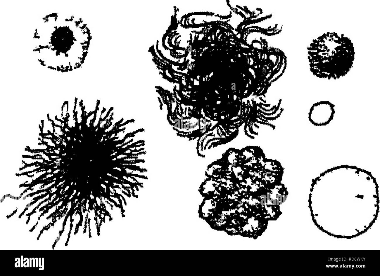 . Agricultural bacteriology; a study of the relation of germ life to ...