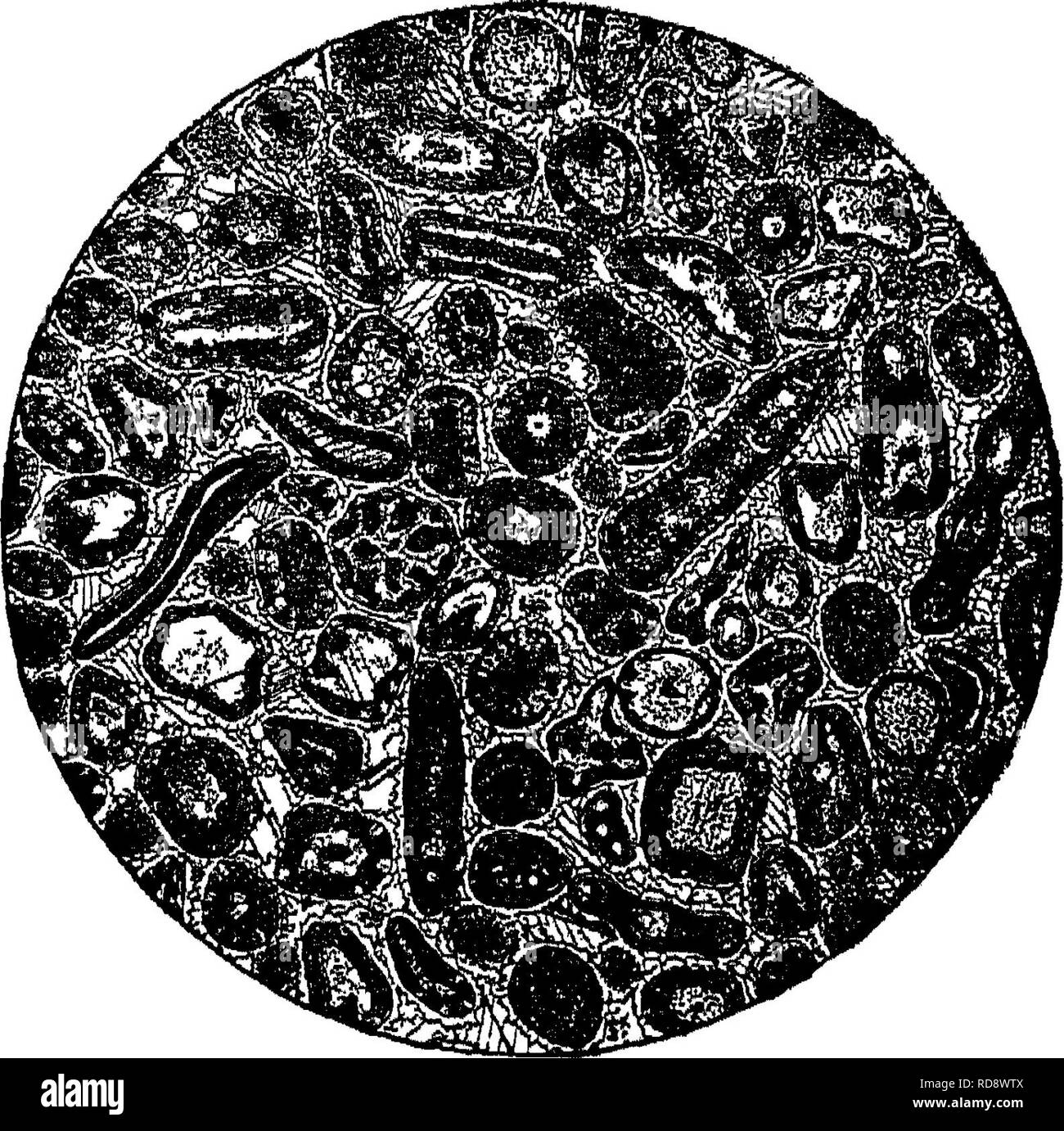 Splitnery Fractures In Rocks Conchoidal fracture Black and White Stock Photos & Images - Alamy
