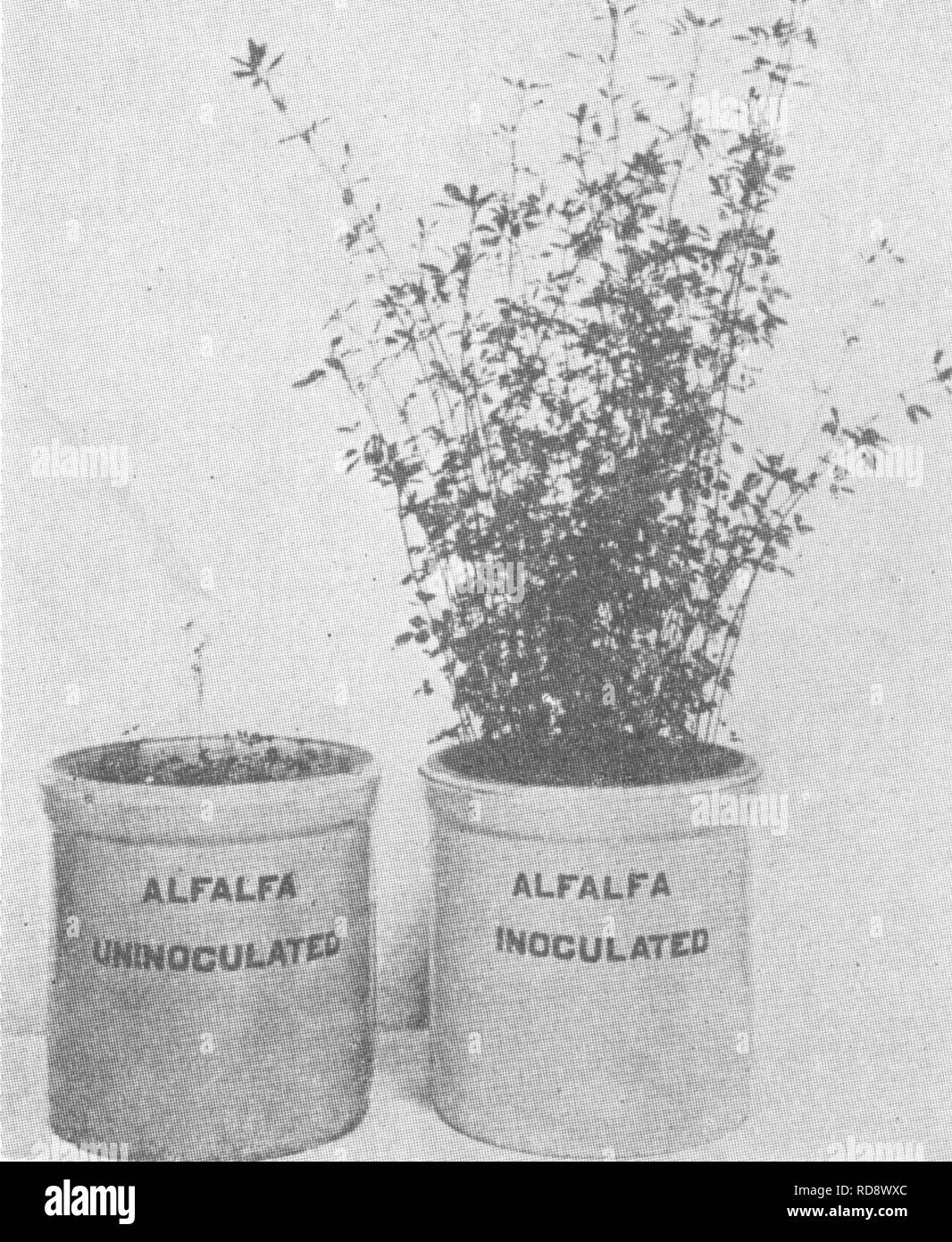 . Bacteria in relation to soil fertility. Soil microbiology