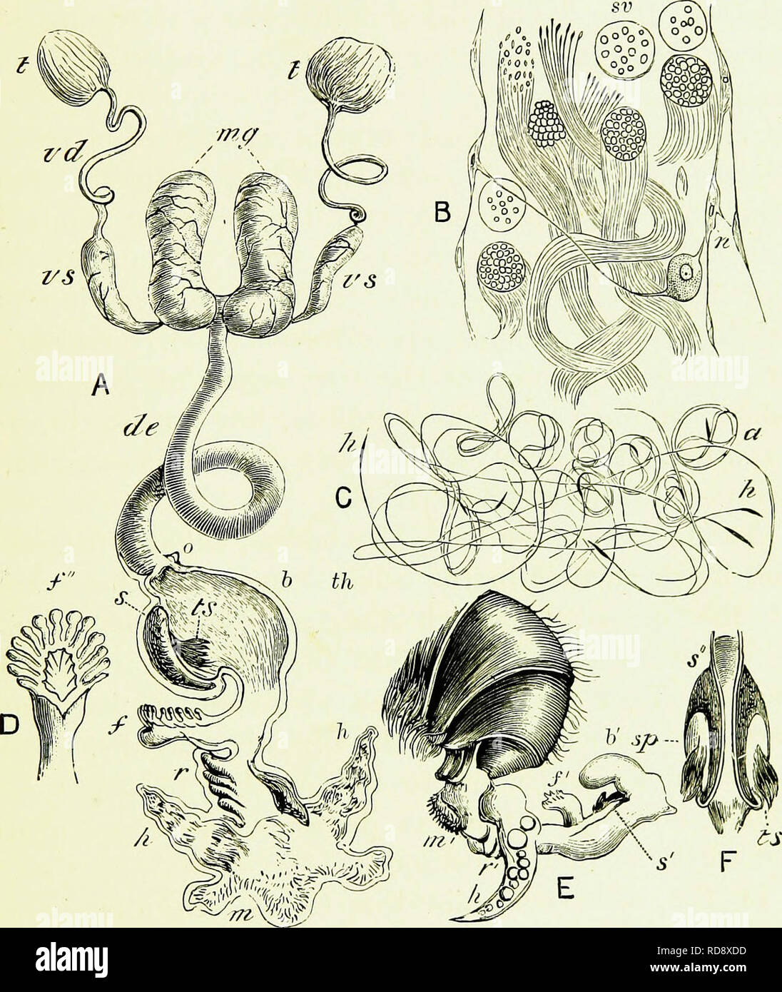 Spermatophore hi-res stock photography and images - Alamy