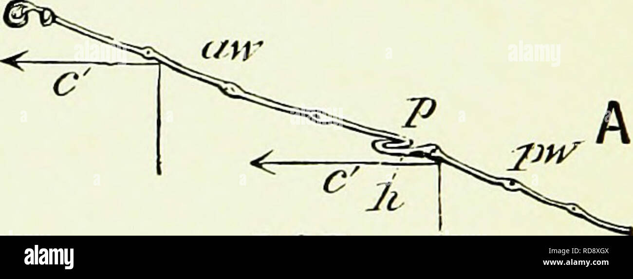 . Bees & bee-keeping; scientific and practical. A complete treatise on the anatomy, physiology, floral relations, and profitable management of the hive bee. Bee culture; Bees. DSF. DSB Fig. 29.—Section of Wings (Magnified Twelve times), to Explain how Flight is Directed. aw, Anterior Wing; piv, Posterior Wing; en, Costal Nervure; p, Plait; h, Hooklets ; c, Air Currents ; H, Position of Head; A, Position of Abdomen ; DSF, Down Stroke, Flying Forward; DSB, Down Stroke, Flying Backwards. yet they subserve other purposes, by adaptations which cannot fail to strike us as unspeakably beautiful. Stock Photo