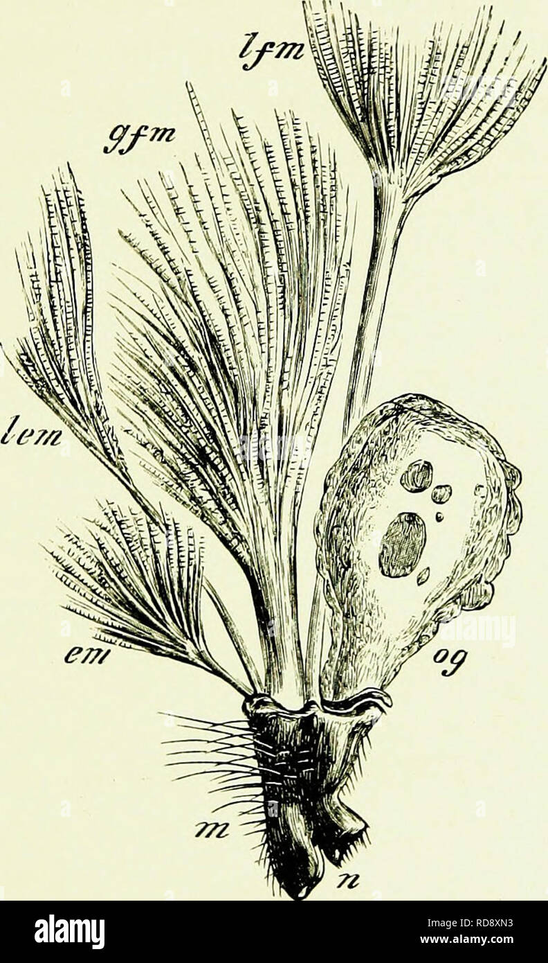 . Bees & bee-keeping; scientific and practical. A complete treatise on ...