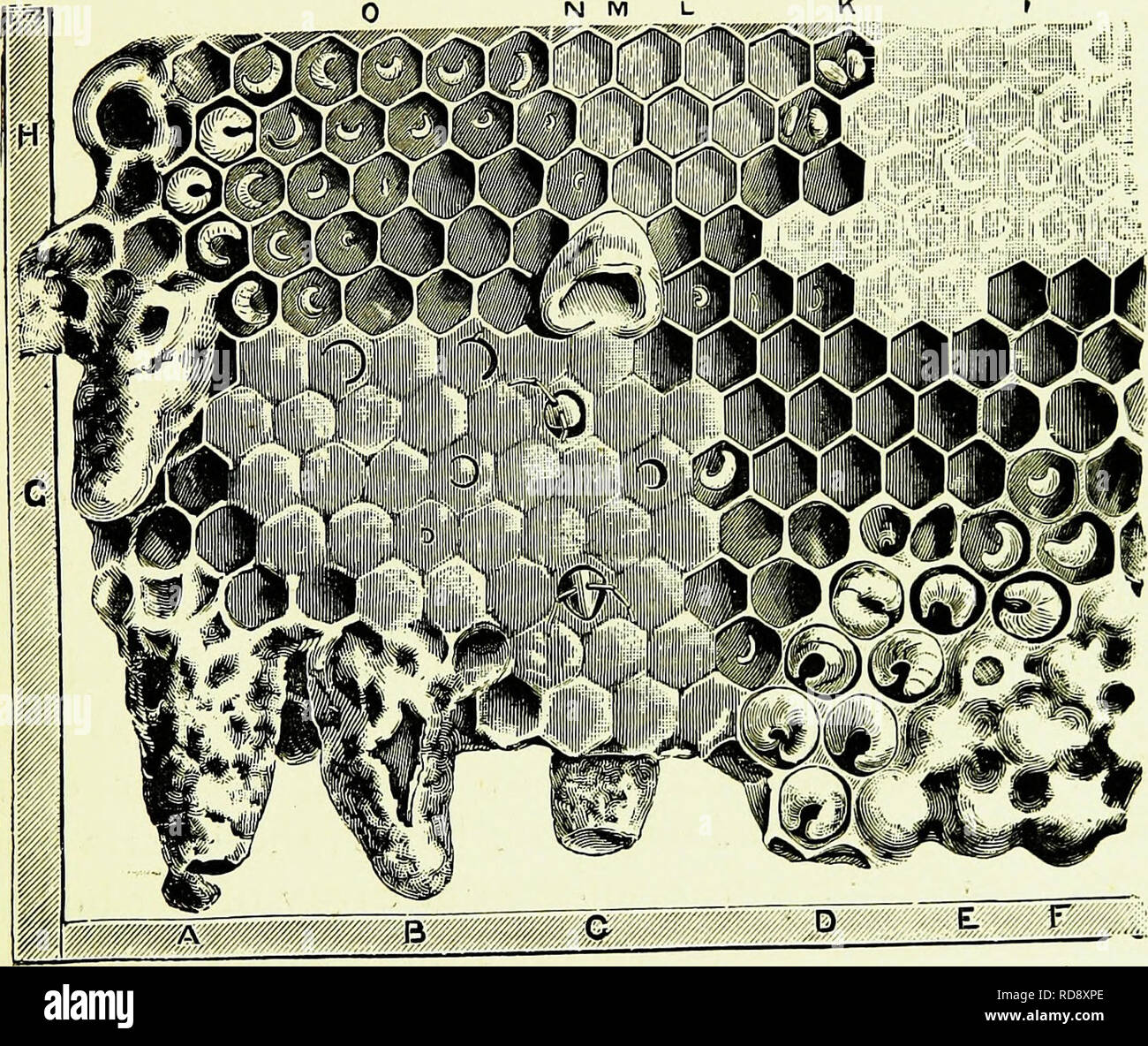 Bee Cell Structure . Bees & bee-keeping; scientific and practical. A complete treatise on ...