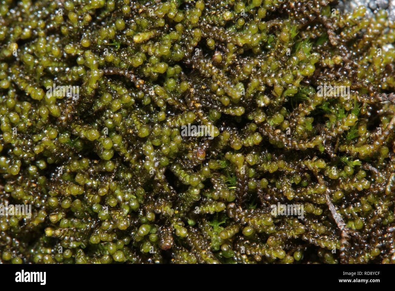 Anastrophyllum minutum (b, 113306-471149) 0279. Stock Photo
