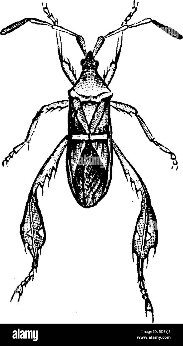 . Insects injurious to fruits. Illustrated with four hundred and forty wood-cuts. Insect pests. Fig. 396. extremity of the abdomen—that they are quite useless for the purpose of flight. Their eggs are deposited in the ground. Since they cannot fly, they may easily be destroyed by hand. No. 246.—The Leaf-footed Plant-bug. Leptoglossusphyllopus (Linn.). The leaf-footed plant-bug is of a reddish- brown color, with a long, sharp beak, and a transverse yellowish-white band across its wing-covers. The wings, when raised, show the body, which is of a bright-red color, with black spots. The shanks of  Stock Photo