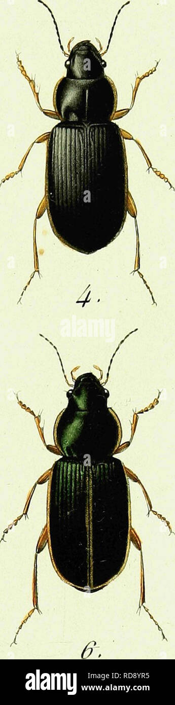 . Iconographie et histoire naturelle des coleÌopteÌres d'Europe;. Beetles; Entomology. 1. S. Vap or ari orum. 2. S. Discoplorus. 3. S. Elevons â 4. S . Proximus . 5. S. Ve s p ertirm s 6. S. Mal-aiaatiis. J..Vrl,;ruc f,,.. Please note that these images are extracted from scanned page images that may have been digitally enhanced for readability - coloration and appearance of these illustrations may not perfectly resemble the original work.. Dejean, Pierre FrancÌ§ois Marie Auguste, comte, 1780-1845. Paris, MeÌquignon-Marvis Stock Photo