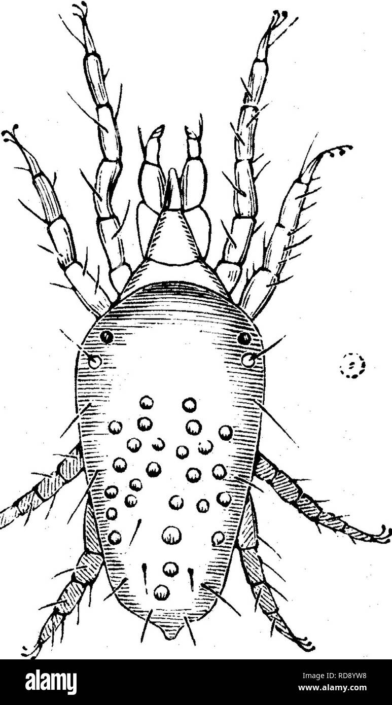 . Insects injurious to fruits. Illustrated with four hundred and forty wood-cuts. Insect pests. ATTACKING THE LEAVES, 355 Fig. 366. No. 217.—The Red Spider. Tetranychus telarius (Linn.). This is a very small mite, which often proves a serious pest to gardeners, especially to those who cultivate plants under glass. Occasionally, in dry weather, it attacks the leaves of the black currant and destroys them. Fig. 366 represents the male of this species, very much enlarged, the mite itself being scarcely visible to the unaided eye; the small dot within the circle at the side of the figure indicates Stock Photo