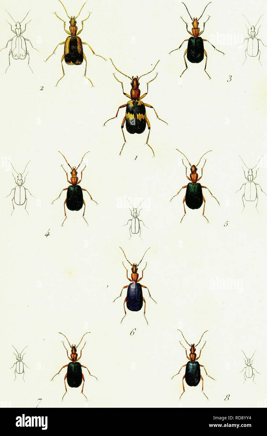 Iconographie Et Histoire Naturelle Des Coleiopteires D Europe Beetles Entomology Jll Ll L I A Branimus 1 B Hispanicus A Z B Causticus 3 A B Jnjioiacornis