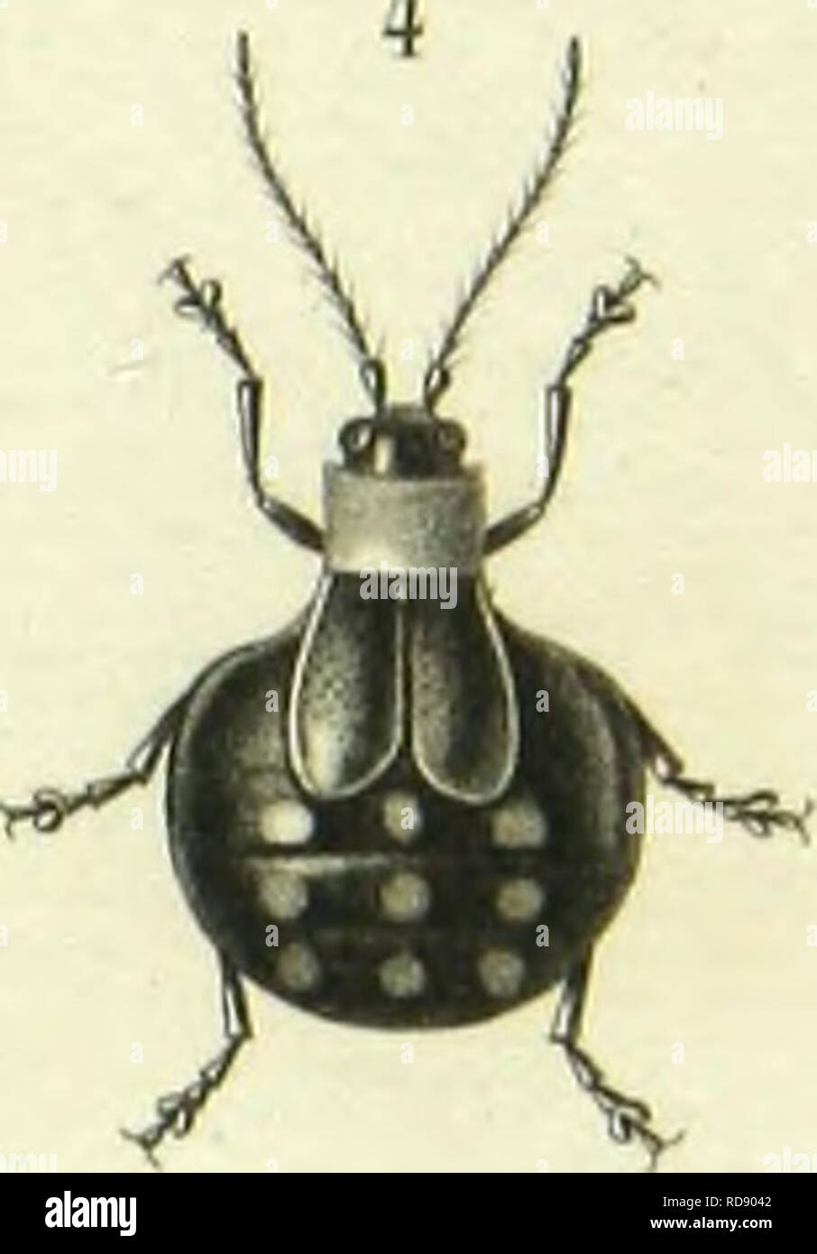 . Histoire naturelle des insectes : genera des coleopteres, ou expose methodique et critique de tous les genres proposes jusqu'ici dans cet ordre d'insects. Beetles. . Please note that these images are extracted from scanned page images that may have been digitally enhanced for readability - coloration and appearance of these illustrations may not perfectly resemble the original work.. Lacordaire, Theodore, 1801-1870; Chapuis, F. (Fe?licien), 1824-1879. Paris : Librairie Encyclopediaque de Roret Stock Photo