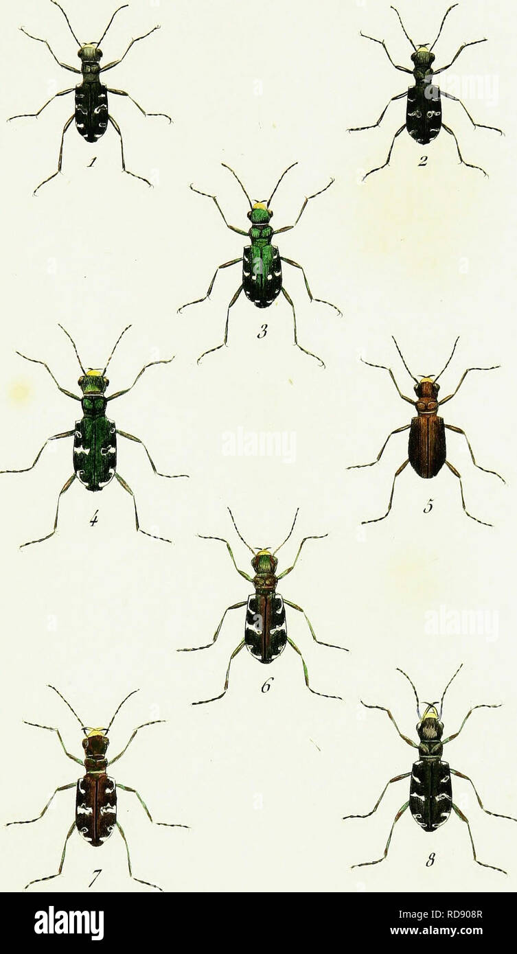 . Iconographie et histoire naturelle des coleÌopteÌres d'Europe;. Beetles; Entomology. Ton .im,2. CICINDELA. 1 . C . Maxira . 5 . C . 2 â C . Nigrita. 6 . C . 5 . C . Campestris.  â¢ C , 4 , C . Desertorum. Â«S . C . J&gt; ffumeml Plkui et JhnxU Coiieolor. HVbricla . Ripana. Tr an sver s aii s. Please note that these images are extracted from scanned page images that may have been digitally enhanced for readability - coloration and appearance of these illustrations may not perfectly resemble the original work.. Dejean, Pierre FrancÌ§ois Marie Auguste, comte, 1780-1845. Paris, MeÌquignon-Marvi Stock Photo