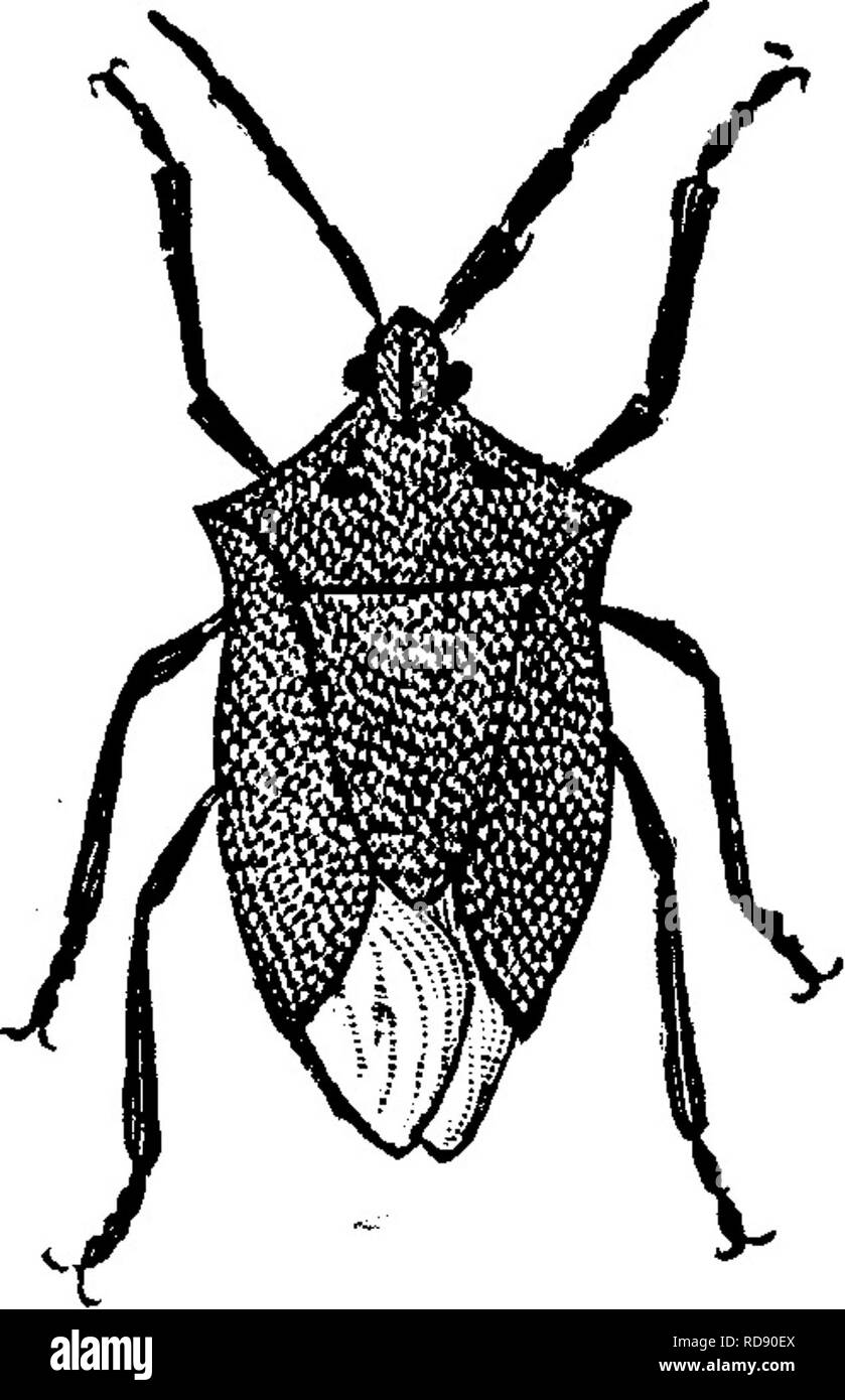 . Insects injurious to fruits. Illustrated with four hundred and forty wood-cuts. Insect pests. 290 INSECTS INJURIOUS TO THE GRAPE. Tree-bugs. There are also several species of tree-bugs which infest the vine and suck its juices. No. 161.—The large green Tree-bug, JRhaphigaster Penn- sylvanicus De Geer (Fig. 301), is from six to seven tenths of an inch long, flattened in form, of a grass- FiG. 301. green color, margined with a light-yellow line, which is interrupted at each joint of the abdo- men with a small black spot. The antennae are black, with some yellow on the basal and terminal joints Stock Photo