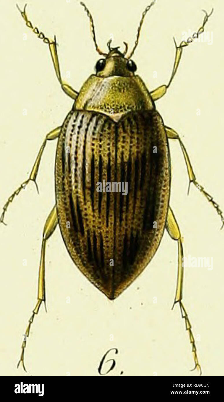 . Iconographie et histoire naturelle des coleÌopteÌres d'Europe;. Beetles; Entomology. i. IL Badins â 2. II. GuIIaUiS 3. 11. Varie rratus 4- H. Cinereus 5. II. Impressus 6. H. Fluviatilis Drlarue &lt;/s/.. Please note that these images are extracted from scanned page images that may have been digitally enhanced for readability - coloration and appearance of these illustrations may not perfectly resemble the original work.. Dejean, Pierre FrancÌ§ois Marie Auguste, comte, 1780-1845. Paris, MeÌquignon-Marvis Stock Photo