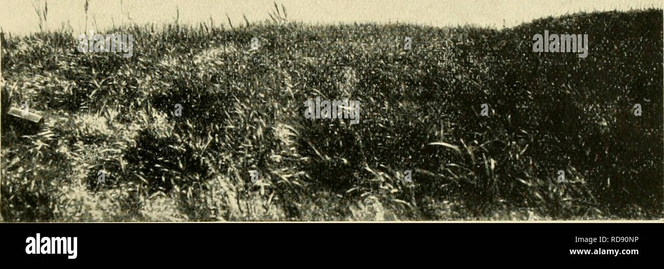 . Ein ornithologischer Ausflug nach den Seen Saissan-nor und Marka-kul (in West-Sibirien) im Jahre 1909. Birds. ÐÑÐ½Ð¸ÑÐ¾Ð»Ð¾Ð³Ð¸ÑÐµÐµÐº1Ð¹ Ð-Ð±ÐµÑÐ½Ð¸ÐºÑ, 1912 Ð., ÐÐ. III. Ornithologisehe Mitteilungen, 1912, Ð. UI. ,-Ð¹1Ð¹*!ÐÐ¹^ â ^â¢'â¢ ***. ,,1Ð»Ðº '4MfWISiÂ»iÂ»fcje!g!4(?*r*?ÃlÃ¤BKIK!*'*?'ei*(j*ip^ .1 â¦. Ð Ð¸Ñ. 17. ÐÐ¾Ð²ÑÐ¹ (Ð§ÐµÑÐ½ÑÐ¹) ÐÑÑÑÑÑ Ð²Ð±Ð»Ð¸Ð·Ð¸ ÑÑÐºÐ°Ð²Ð° ÐÐ³Ð¸Ð½Ð´Ð°-ÐºÐ°ÑÐ°-ÑÑ.. Please note that these images are extracted from scanned page images that may have been digitally enhanced for readability - coloration and appearance of these illustrations may not perfectly resemble Stock Photo