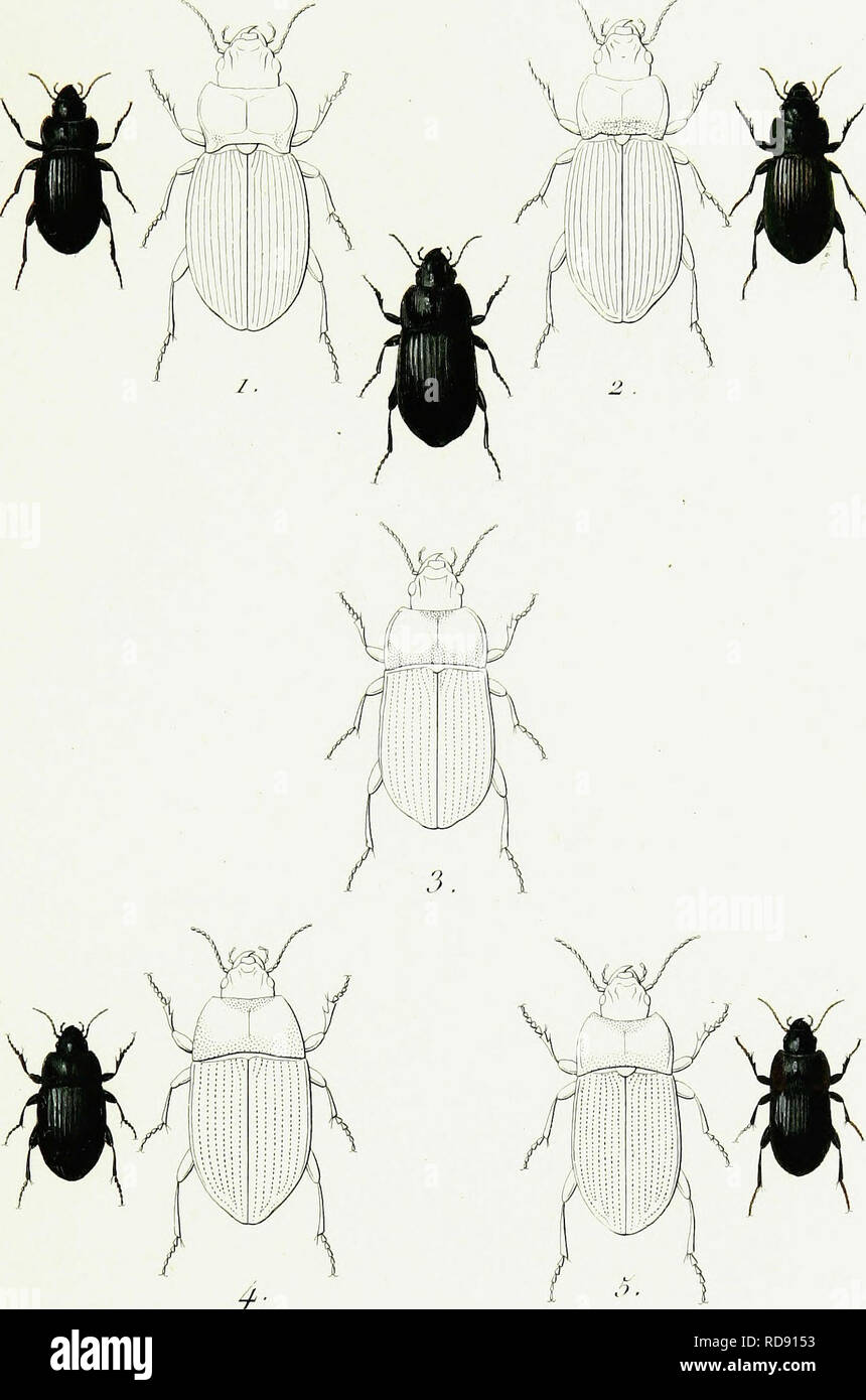. Iconographie et histoire naturelle des cole?opte?res d'Europe;. Beetles; Entomology. Tç/n. 3. PL iSS. ZABlUfS.  ,/. 1 . Z . Inflatus . 2 . Z. Obesus. 3 . Z. Foiitcnavi- 4&lt; • Z. Grœcus. 5 . Z . Incrassatus. P.JhmteaU. pin*--. Please note that these images are extracted from scanned page images that may have been digitally enhanced for readability - coloration and appearance of these illustrations may not perfectly resemble the original work.. Dejean, Pierre Franc?ois Marie Auguste, comte, 1780-1845. Paris, Me?quignon-Marvis Stock Photo