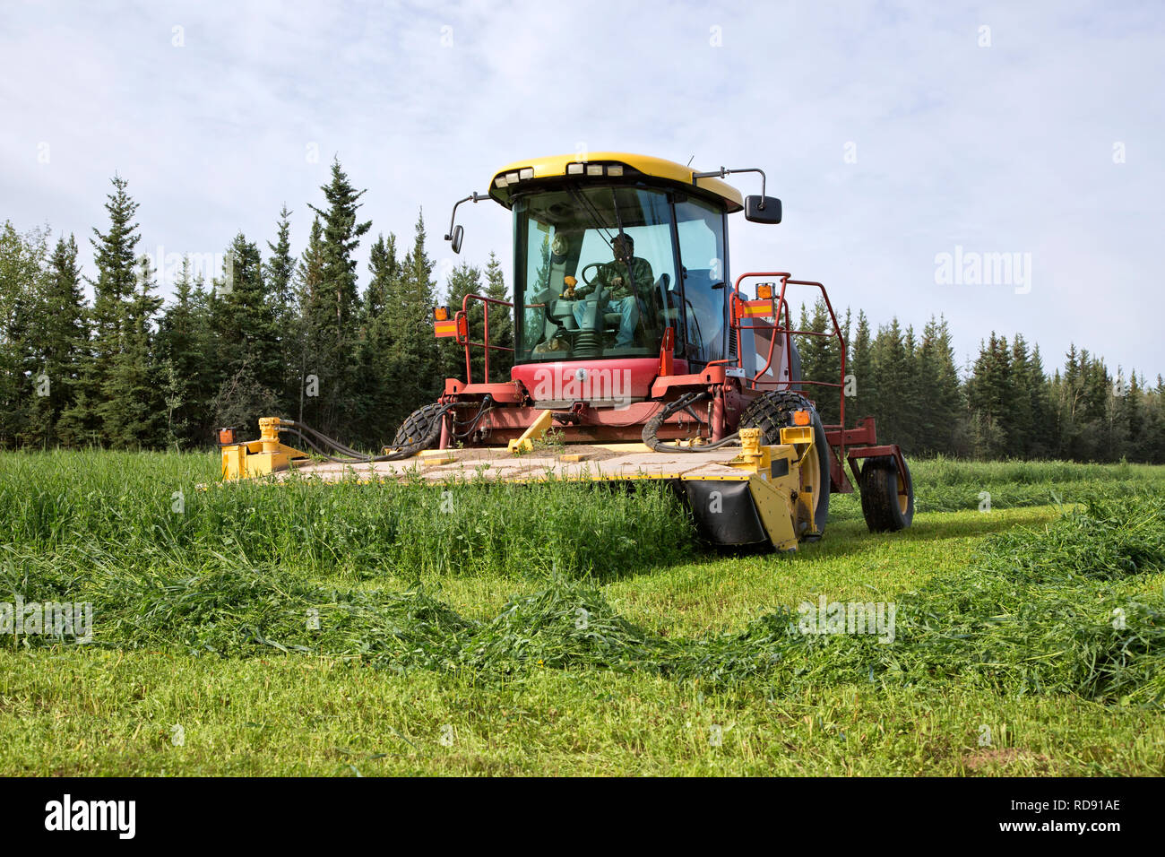 Farmer operating Mower Conditioner, harvesting pea & oat crop. Stock Photo