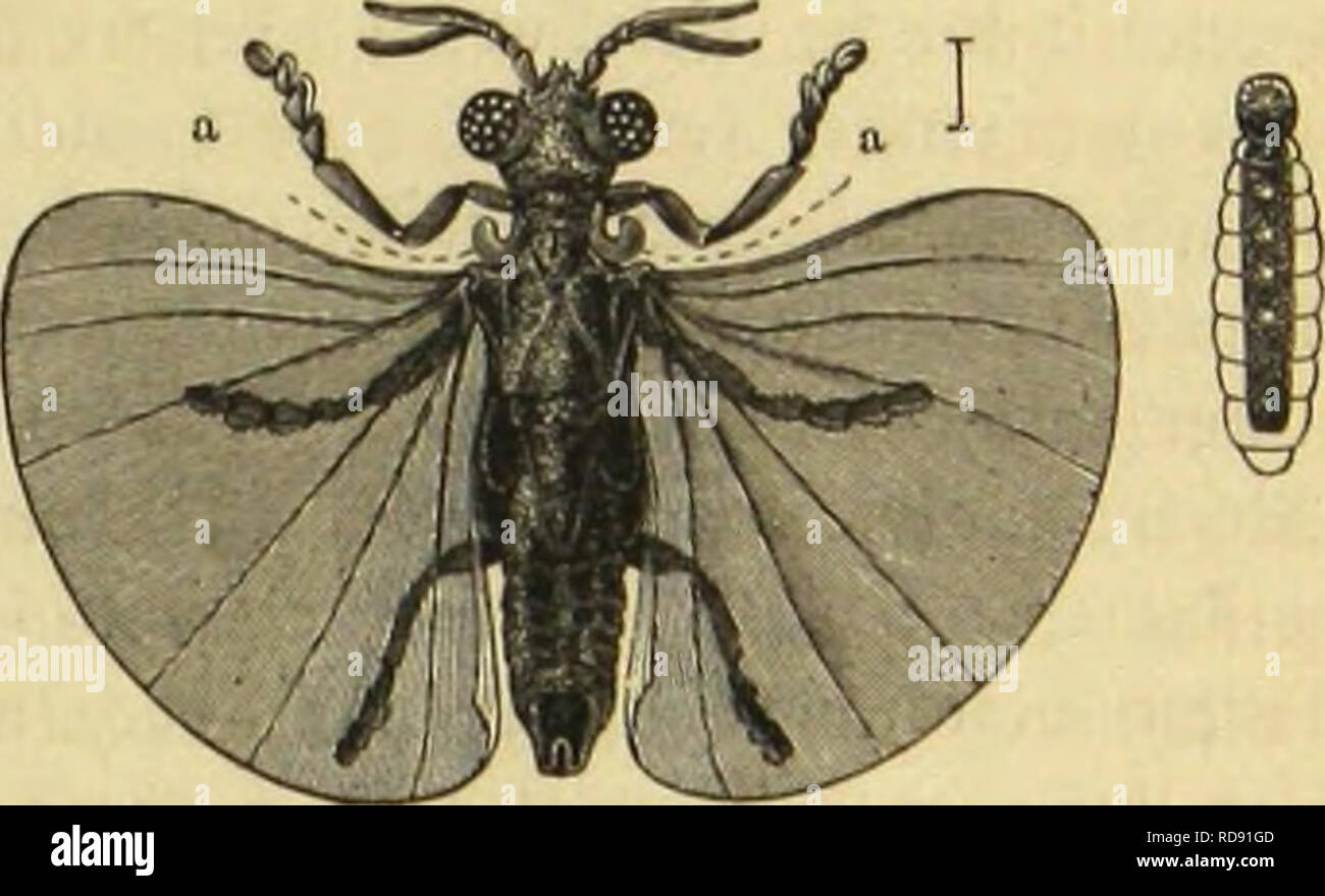 Mib Insects Ben und fis hi-res stock photography and images - Alamy