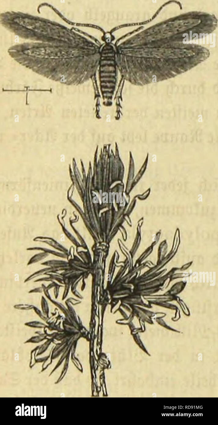 Fraxinus excelsior l hi-res stock photography and images - Alamy