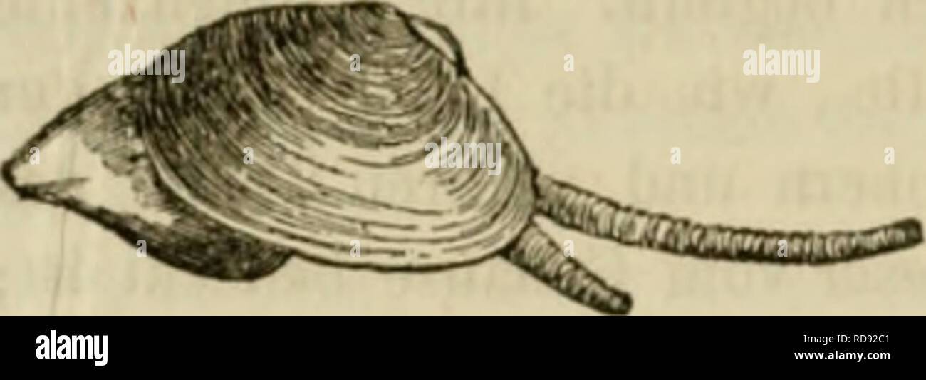 . Einleitung in die Konchyliologie; oder grundzüge der naturgeschichte der Weichthiere. Mollusks. 270 Athniungs-Organc. die ganze Kieme die Zusammensetzung hat, welche die Botaniiicr .dreifaclj ge- fiedert, tripinnat&quot;, nennen, wodurch eine sehr ausgedelinte Oberfläche für die feine Vertlieilung der Kiemcn-Gcfässe gewonnen wird *). Die Kiemen der zweischaaligen AVeichtliiere liegen immer zwischen dem Körper und seinem Mantel, dessen J.appon bei vielen derselben vorn gänzlich ge- trennt sind und daher das umgebende M'asser ziemlich frei zutreten lassen (S. 106, 107, Fig. 16 a, 16 b); wenn a Stock Photo