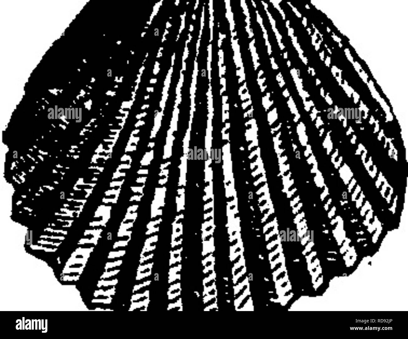 B S V Black And White Stock Photos Images Alamy