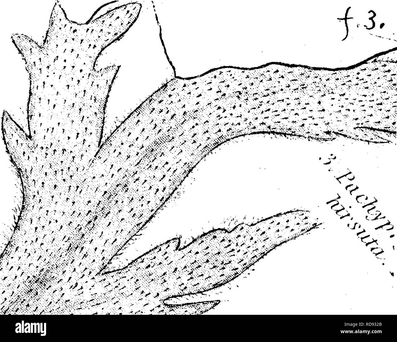 . A dictionary of the fossils of Pennsylvania and neighboring states ...