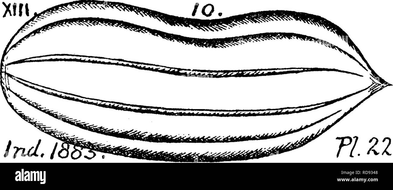 . A dictionary of the fossils of Pennsylvania and neighboring states named in the reports and catalogues of the survey ... Paleontology. Khab. 866 above), a nut with many rounded ridges, and, as shown by- some specimens, having had a hull or covering, portions of which may be noticed in the figure. (Supposed by Lesque- reax to be the perfect form of E, apiculatum,) Roof of Sharon coal in Summit and Mahoning counties, O. XIL Rhabdocarpon clavatum ? (St.) Gein. Lesquereux, Geol. 111. IV^, 461, pi. 31, f. 11. Coal Flora Pa.. ^g:SS^ 1880, p. 581, pi. 85, figs. 14, 20, from Mazon '^-^^S^^^SiSii? cr Stock Photo