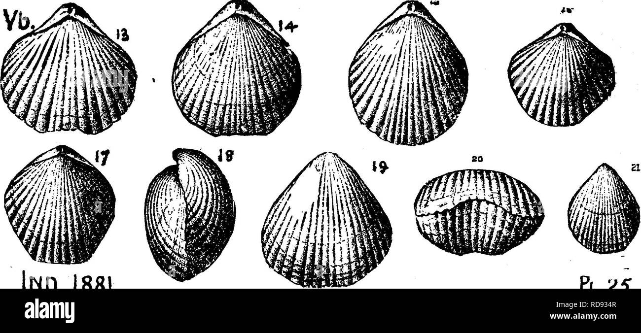 . A dictionary of the fossils of Pennsylvania and neighboring states named in the reports and catalogues of the survey ... Paleontology. Retzia chloe. Billings. Geology of Canada, 1863, page 385, Vill ^ ^ t 419 fig 419 a, ventral valve; 5, c^ side view and dorsal valve. Hamilton formation, VIII c. Retzia eugenia, Billings, Canad. Jour. 1861. Geology of a'''&lt;^ -x imj^ Canada, 1863, page 373, fig. 395 a, dorsal ^ ' valve; S, side view of the same specimen. Corniferous limestone formation. Villa. Retzia evax, Hall. From CoUett's Indiana Report of 1881,. lND.1851 Pi/dS,. Please note that these  Stock Photo