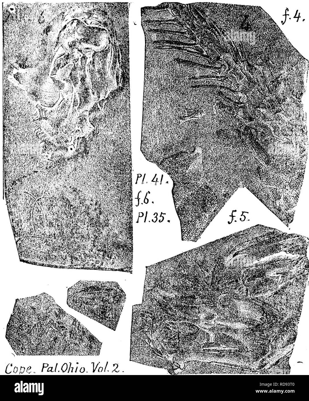 . A dictionary of the fossils of Pennsylvania and neighboring states named in the reports and catalogues of the survey ... Paleontology. 623 Peplo. Peplorhina anthracina, Gox&gt;e, Seep, 622.. {Continuatiou of Periplectrodus cornpressus.) Sur. 111., Vol. 6,1875, page 326, plate 8, figs. 26 a, to c. From Upper beds of St. Louis (Suh-carh.) limestone. Alton, 111.— XL Periplectrodus expansus, {Figure given under P. com- pressus), St. John &amp; Worthen Geo. Sur. 111., Vol. 6,1875, page 327, plate 8, figs. 27 a to c, of a unique example of per- fect fish-tooth, except that the middle crown cusp is Stock Photo