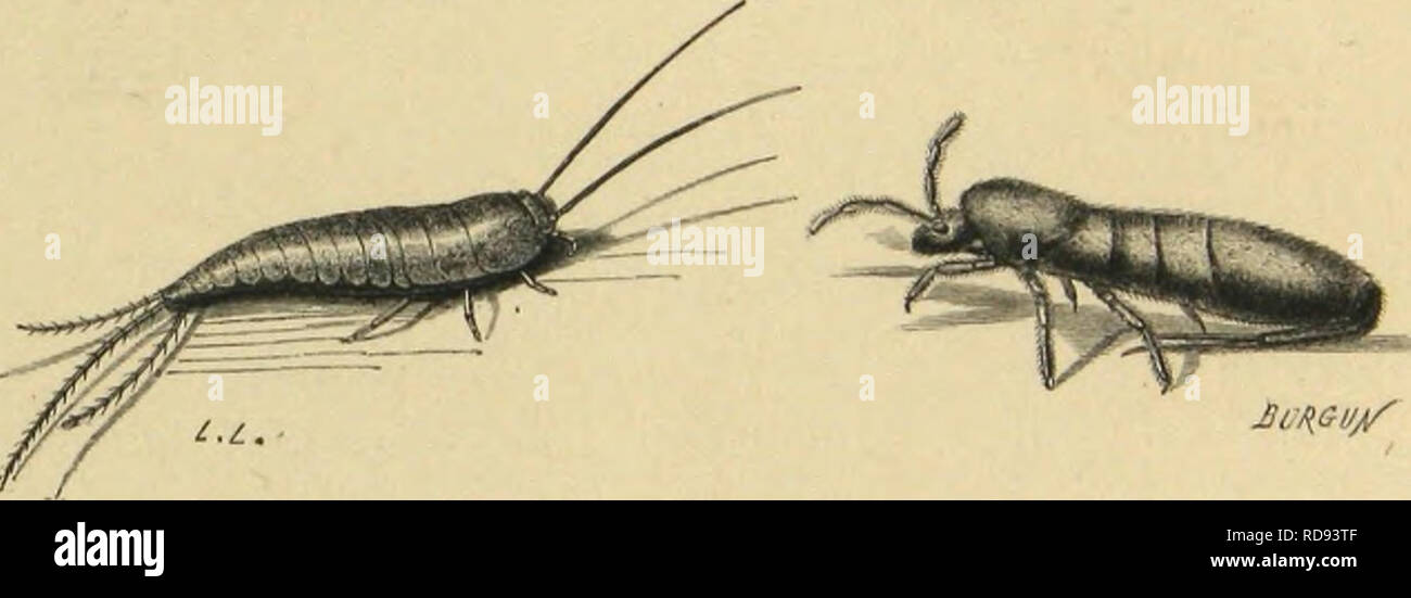 Rien Insect Les oiseaux mangent des insectes hi-res stock photography and images ...