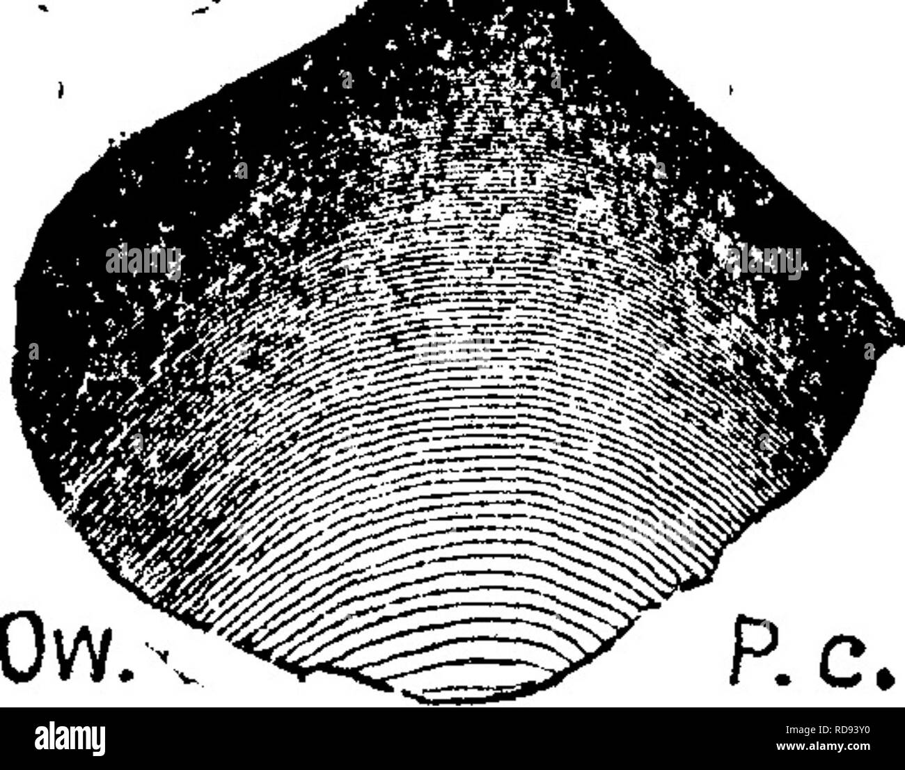 . A dictionary of the fossils of Pennsylvania and neighboring states named in the reports and catalogues of the survey ... Paleontology. Pejs^ta. 616. Pentamerus comis. Atrypa comisj Owen, Geol. Wise.,. fviii'c. jflBk ^ Iowa and Minn., 1852, plate 3 A, fig. 4; a smooth species from the limestone of the Up- per Rapids of the Mississippi river. Devonian age.— rilL Pentamerus elongatus. See Amphigenia elongata. VIII a. Pentamerus fornicatus, Var. Hall. Trans Alb. Inst., Vol. 10, 1879, Pal. N. Y., Vol. 2, pL 24, f. 7, in Ool- lett's Indiana Report of 1881, page 299, plate 27^ fig. 15, view of the  Stock Photo