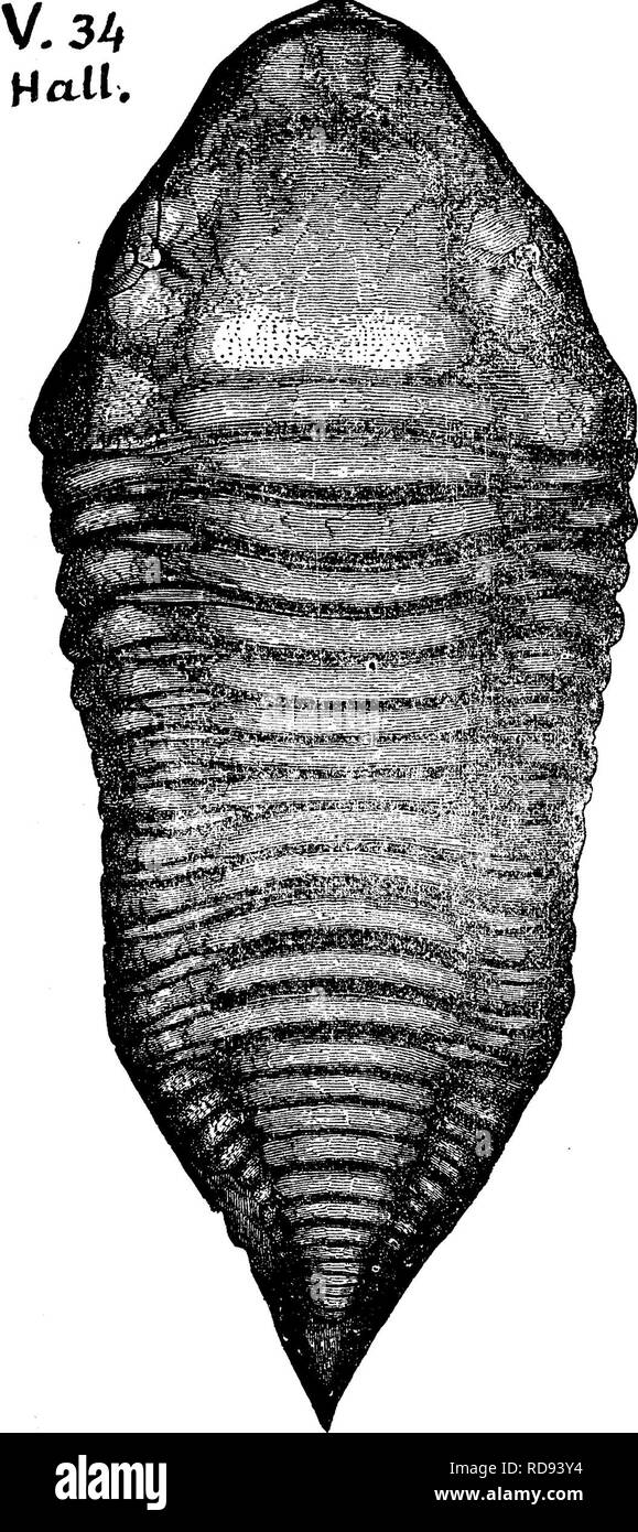 . A dictionary of the fossils of Pennsylvania and neighboring states named in the reports and catalogues of the survey ... Paleontology. HOMA. 288 Homalonotus delphinocephalus. {Trimerus delpM-  nocephalus). Hall,page 103, fig. 34. Rogers page 828, no figure Clinton and Niagara (Often 7 or 8 inches long very rarely 12 inches See Murchison's Siluri- an Research, plate 1 bis, fig 1 a, b. Green's Mon- ograph, 1832, plate 82, fig. 1.)—In Pennsylva- nia, Huntingdon Oo.^ Ferguson valley, Orbi sonia, in limestone lay- ers in the 133' of shales overlying the Clinton fossil ore led. (0. E. Hall,Proc.  Stock Photo