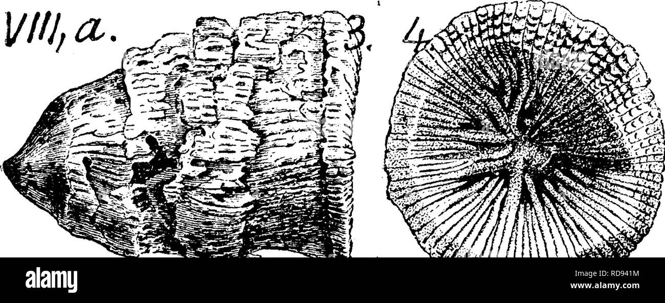 . A dictionary of the fossils of Pennsylvania and neighboring states named in the reports and catalogues of the survey ... Paleontology. Heli. 278. Bell's Mills, Blair 03.—806-3 (cast of calyx); 807-1 (ditto) Marshall's creek, Monroe Co. in Hamilton shale^ VIIIc. Heliophyllum incrassatum. (Hall, 35tli An. Report N. Y. State Museum, 1882) Collett's Indiana report ^^^^^1882, page 309, ?| plate 26, figs. 3, 4, side and cup of a much hid im^^^ --^&quot;^rkir^ii^^^ weathered specimen.— Corniferous limestone. Falls of Ohio. VIII a, Heliophyllum infundibulum. (Hall, 35th An. Et. Mus. 1882.) Col- let  Stock Photo