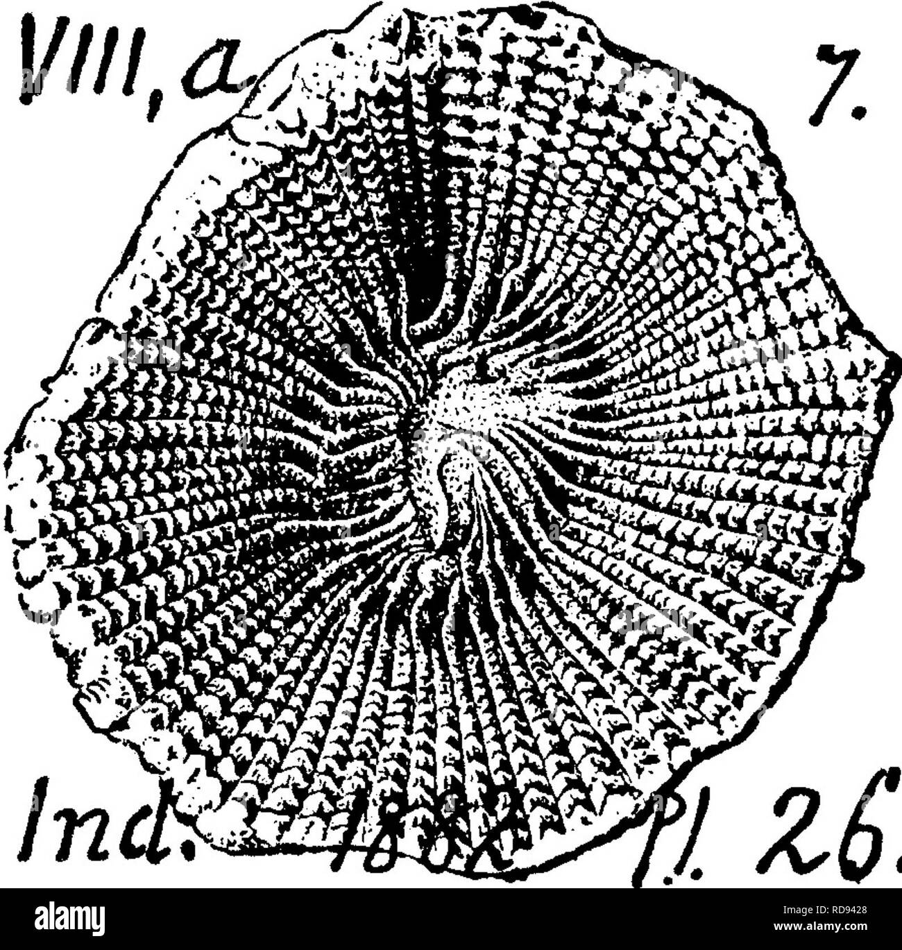 . A dictionary of the fossils of Pennsylvania and neighboring states named in the reports and catalogues of the survey ... Paleontology. Heli. 276 1////,^. Rominger, Foss. Corals, 1876.) CoUett's 1882, p. 311, pi. 23, fig. 9.—Falls of Ohio, and elsewhere. VIII a. Heliophyllum cornulites ? Spec. 601-32 (00, p. 234) seven examples collected by Hale and Hall, 1^ m. S. of Rock Hill furnace, Orbisonia, Hunt. Co., from Low. Held. VI Heliophyllum denticulatum. (Hall, 35th An. Rt. N. Y. State Museum, 1882.) Collett's Indi- ana Rt. 1882, page 313, plate 26, fig. 7, the cup (calyx) of the coral.—Cornif- Stock Photo