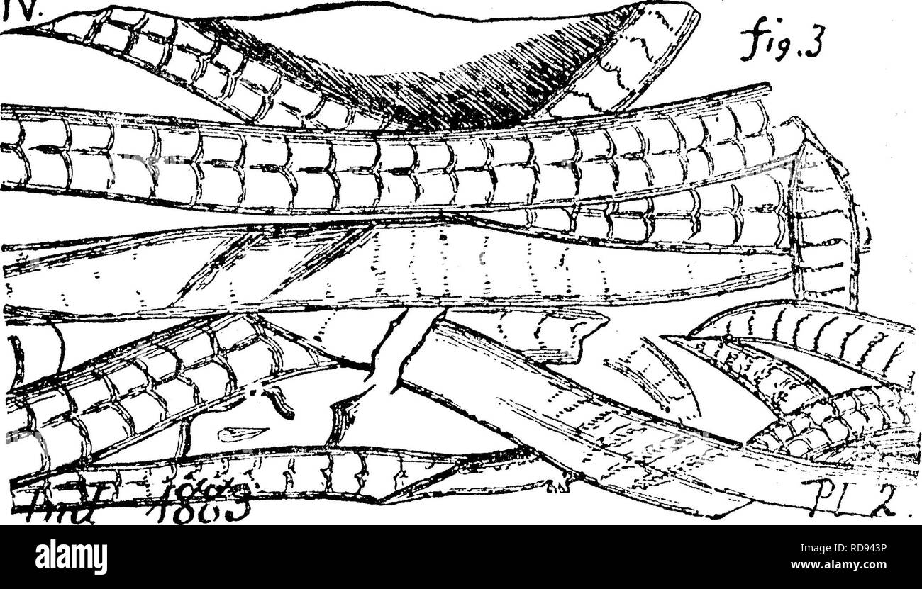 . A dictionary of the fossils of Pennsylvania and neighboring states named in the reports and catalogues of the survey ... Paleontology. Hapl. 272 from the many fossil specimens of them found in Europe and America. They flitted in myriads between the reeds and fern-palms, over quiet marsh waters full of fish and reptiles. Many of them have been found in Pennsylvania coal measures. See Mylacris, etc.—XZ/7-XF: Haplophlebium longipinnis. Scudder. An insect found by Mr. Lacoe under the Pottsville conglomerate, in gap above Pittston, Luzerne Co. Pa. (GT, 286).—XI.—See Appendix. Harlania halli. (Goe Stock Photo