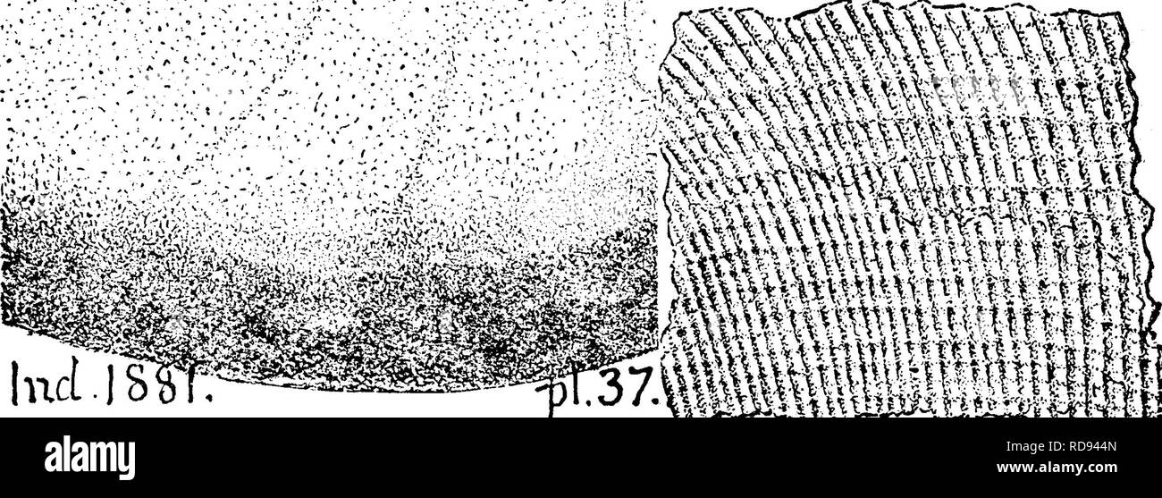 . A dictionary of the fossils of Pennsylvania and neighboring states named in the reports and catalogues of the survey ... Paleontology. Gyro. 268 5, fig. 10, from top (oolite) bed oi Burlington (Subcarbonifer- ous) limestone at Burlington, Iowa.âXI. Gyroceras elrodi. Meyer. Collett's Indiana Report of â 'â¢;'.'.'.v;-.:,-2p. .â¢^â¢''â¢â '*.^.st?^  -'^'â â ^'â â¢'-^'^M ;e^),^^^:^â¢/;;.^.r^.;,,^â .:â -Vâ -â¢ â â¢â ^ â¢ S-, â¢ ;--^..-y mmM^ /^'^Â«:;^:;i^$^. from J'cn Drnirlnr,^ h'j J. C. MvConnnll. ^O, 4 1881, page 356, plates 37, 38, figs. 1, (a portion of the fine figure bv J. C. McGonnell of Stock Photo